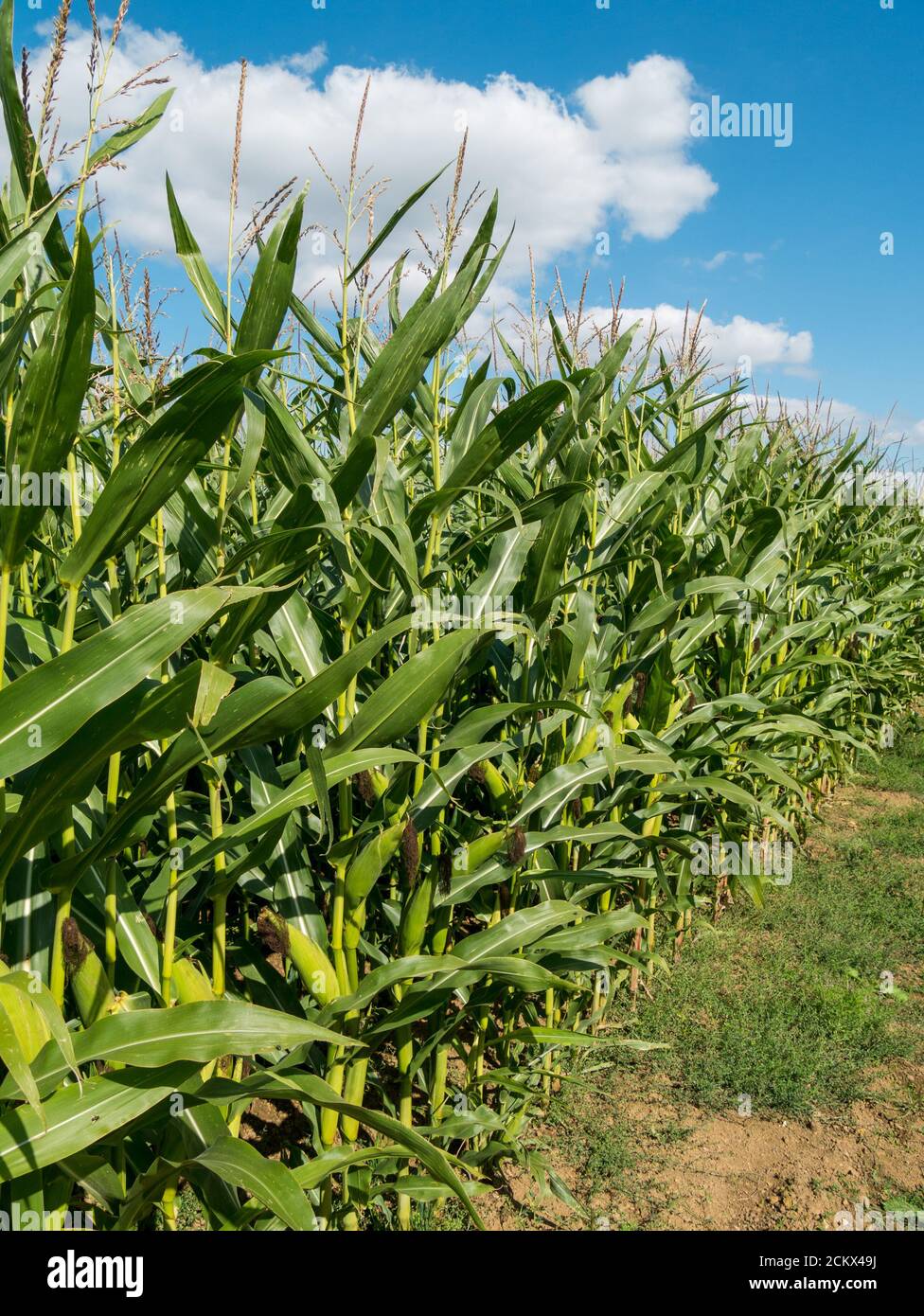 Des rangées éclairées de grandes cultures de maïs vert ou de maïs doux poussant dans le champ de l'agriculteur britannique avec ciel bleu au-dessus en septembre, Leicestershire, Angleterre, Royaume-Uni Banque D'Images