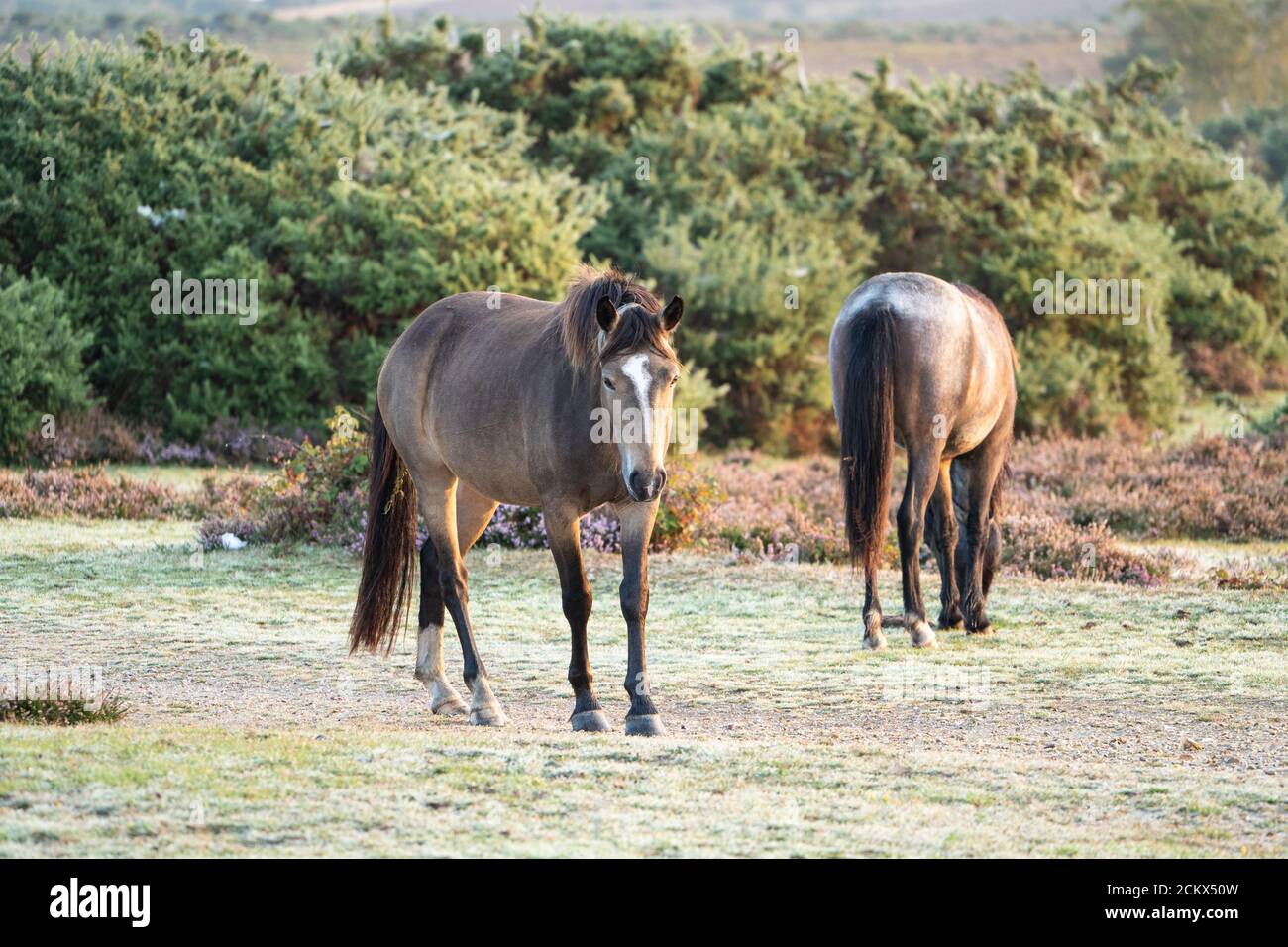 Wild New Forest Ponies, une ancienne race de cheval sauvage, New Forest, Dorset, Royaume-Uni Banque D'Images