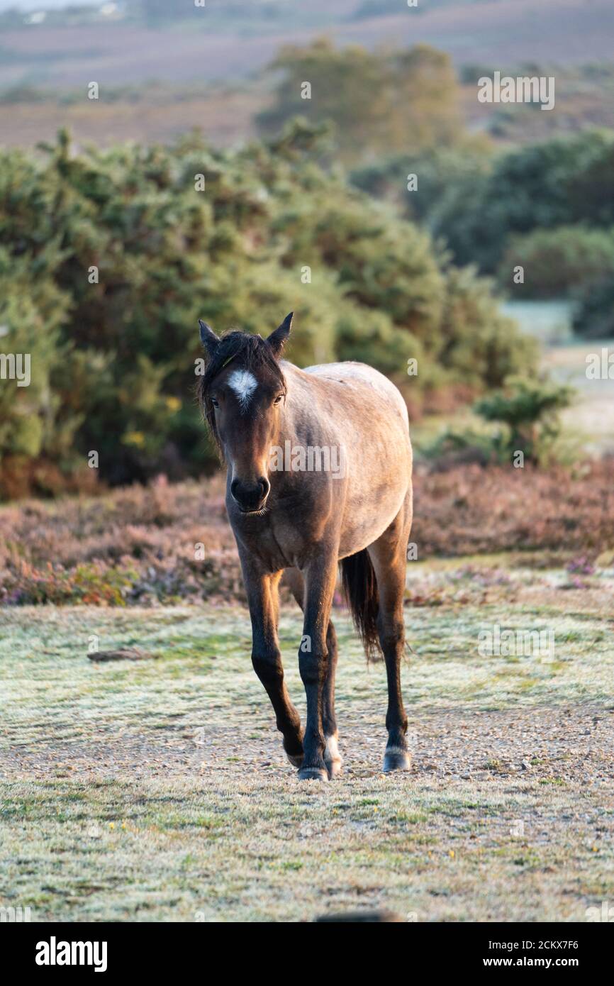 Wild New Forest Ponies, une ancienne race de cheval sauvage, New Forest, Dorset, Royaume-Uni Banque D'Images