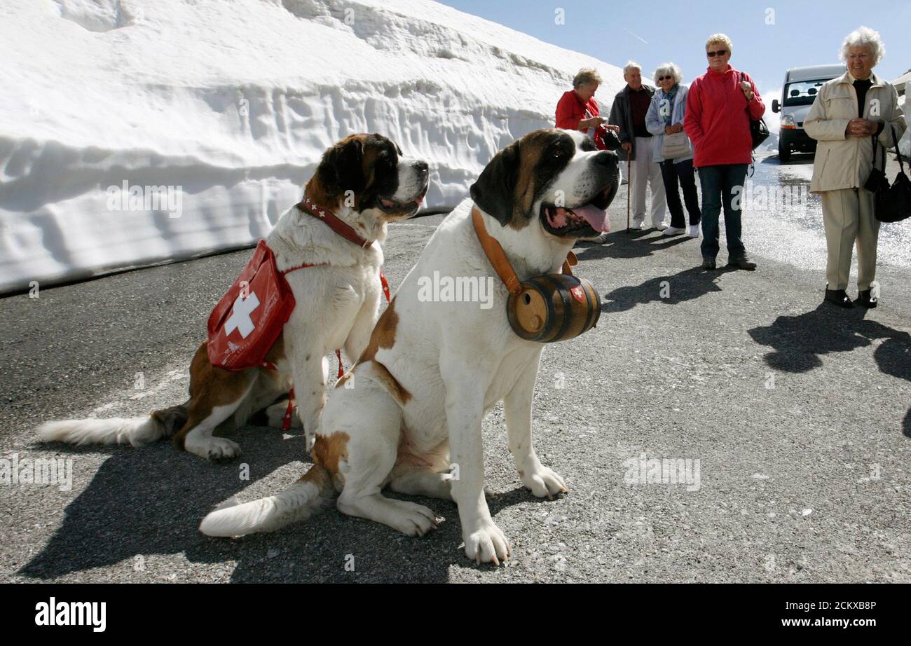 Tourists stop to look at two Saint Bernard dogs Katy and Salsa (R) after  their arrival at the Great Saint Bernard mountain pass (2473 metres/8114  ft. altitude) in the south-western Swiss Alps