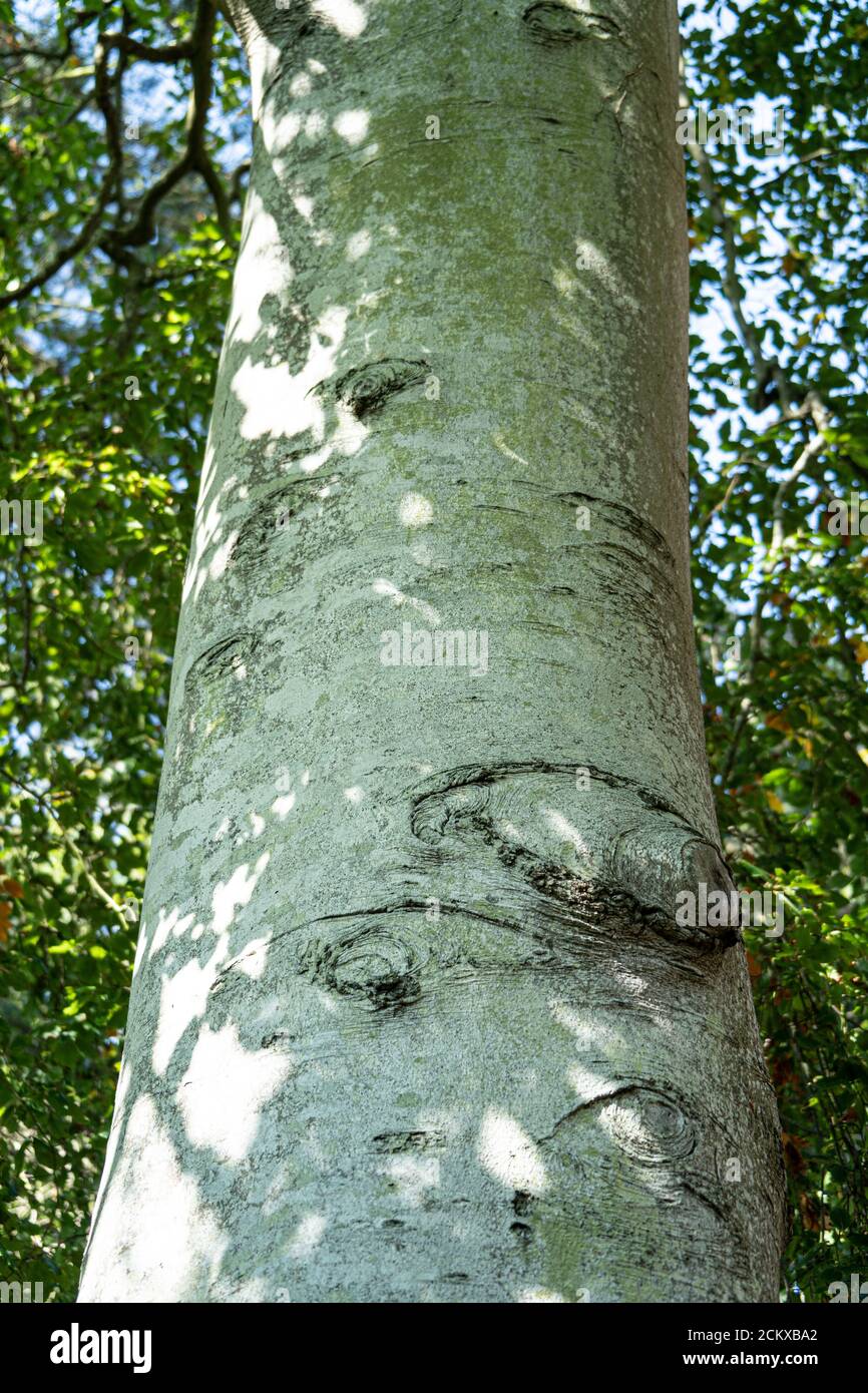 Détail en gros plan de l'écorce de bouleau argentée distinctive avec des motifs et des marques naturels Banque D'Images