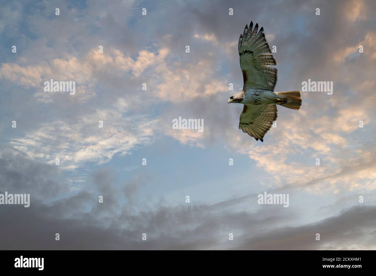 RED-QUEUE HAWK EN VOL, PENNSYLVANIE Banque D'Images