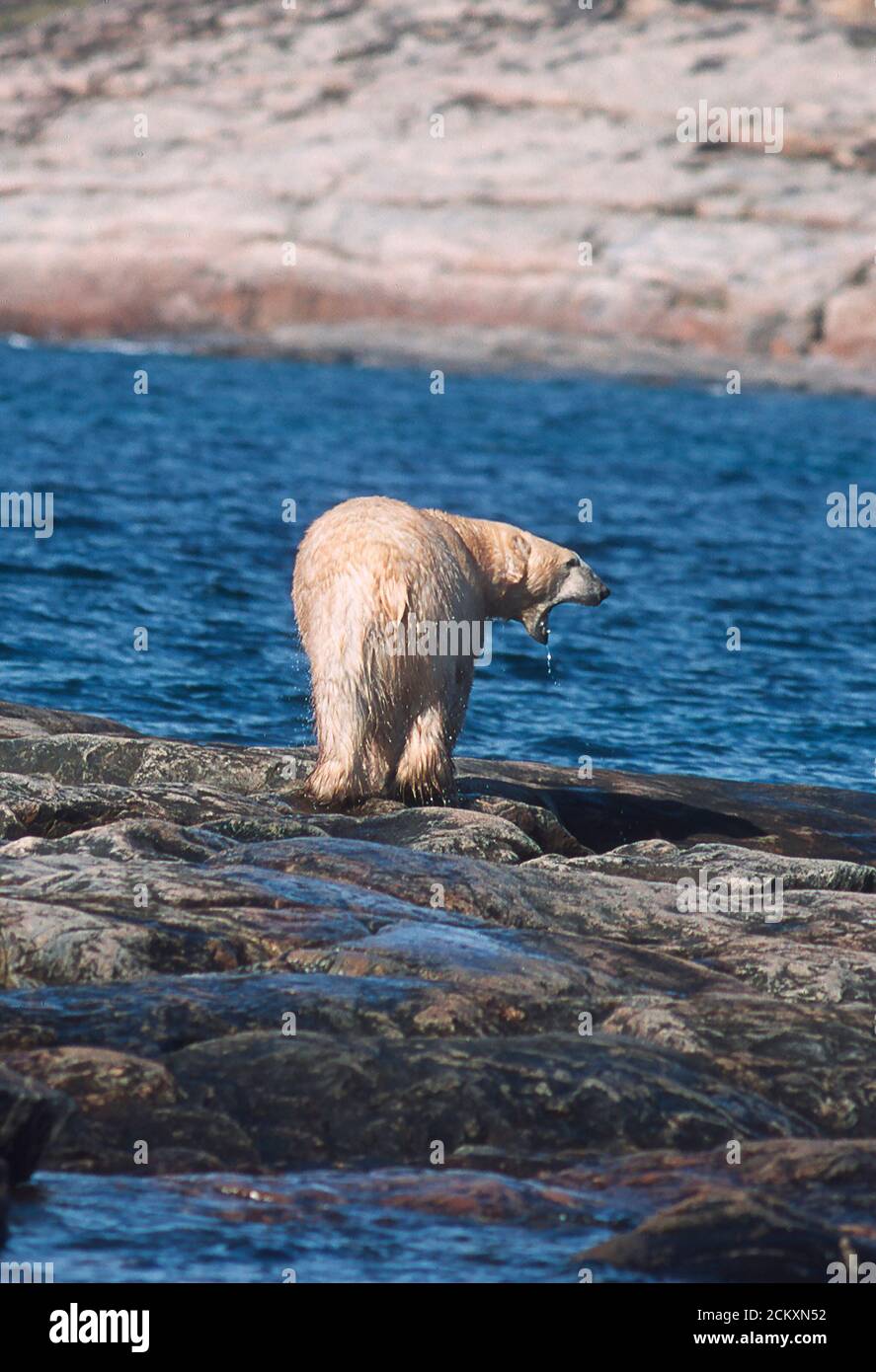 L'ours polaire nage dans la baie Wager, au Nunavut, au Canada, au large de la rive ouest de la baie d'Hudson. Cinquante milles au sud du cercle arctique. Banque D'Images