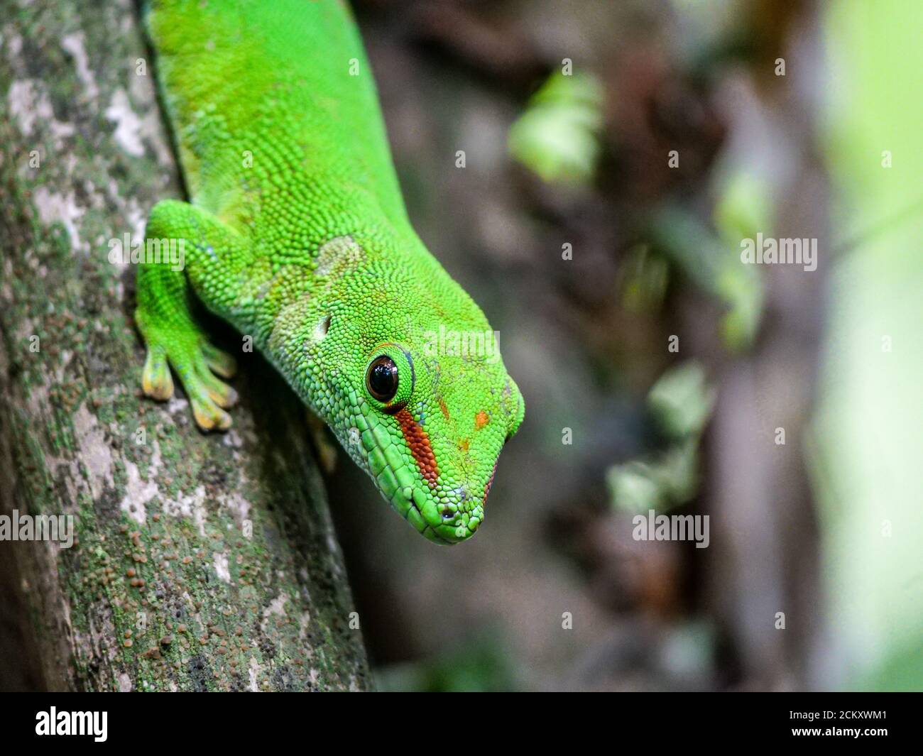 Gecko au zoo de la forêt tropicale de Masoala Zürich Banque D'Images