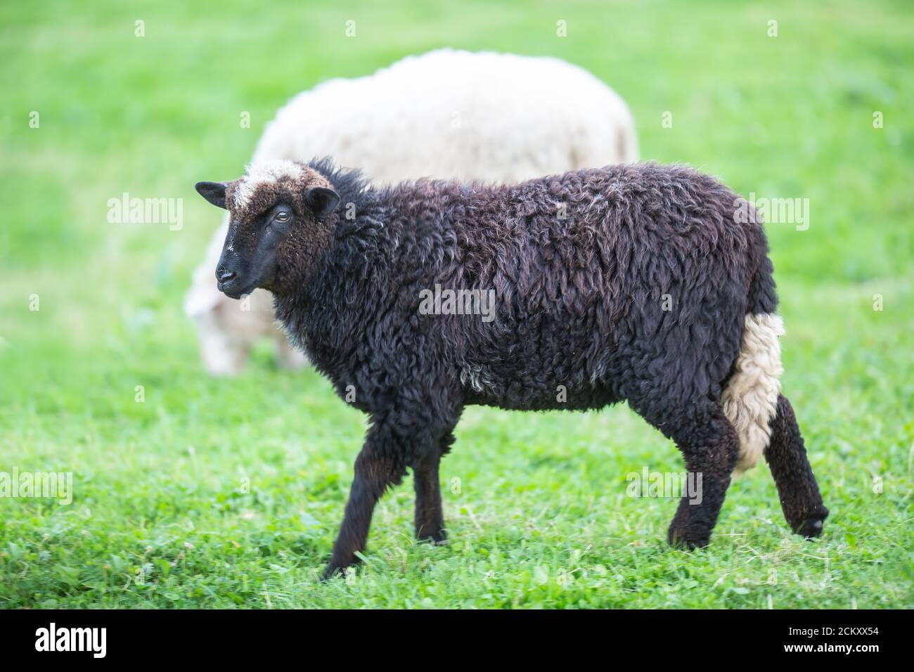 Mouton noir dans un troupeau de blanc sur un vert pré Banque D'Images