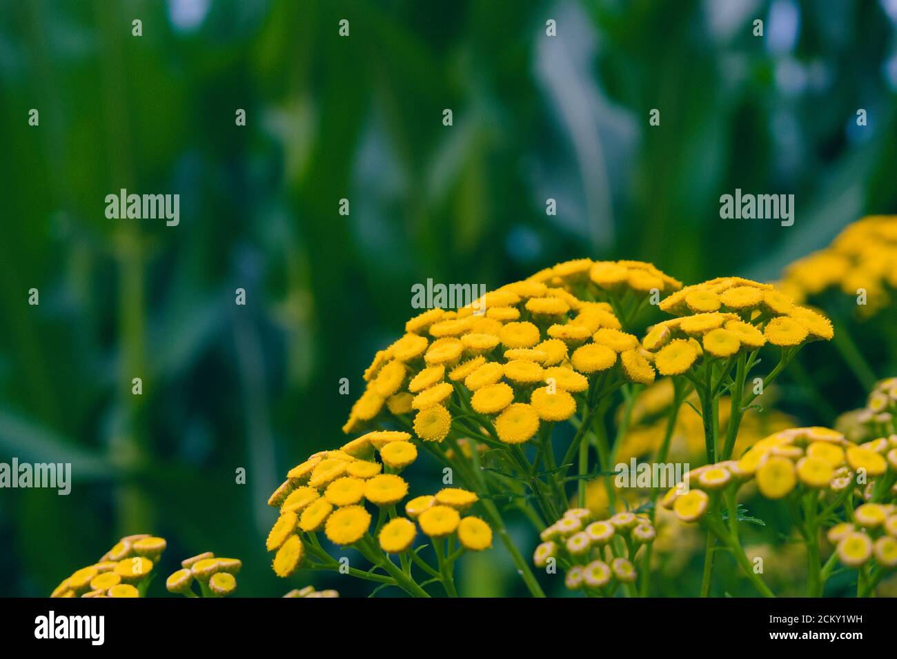 Fleur sauvage jaune Tansy poussant à côté d'un champ de maïs, nom scientifique Tanaceum vulgare Banque D'Images