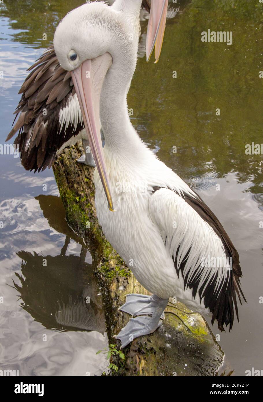 Vue latérale d'un pélican australien, nom scientifique Pelecanus oscillatus Banque D'Images
