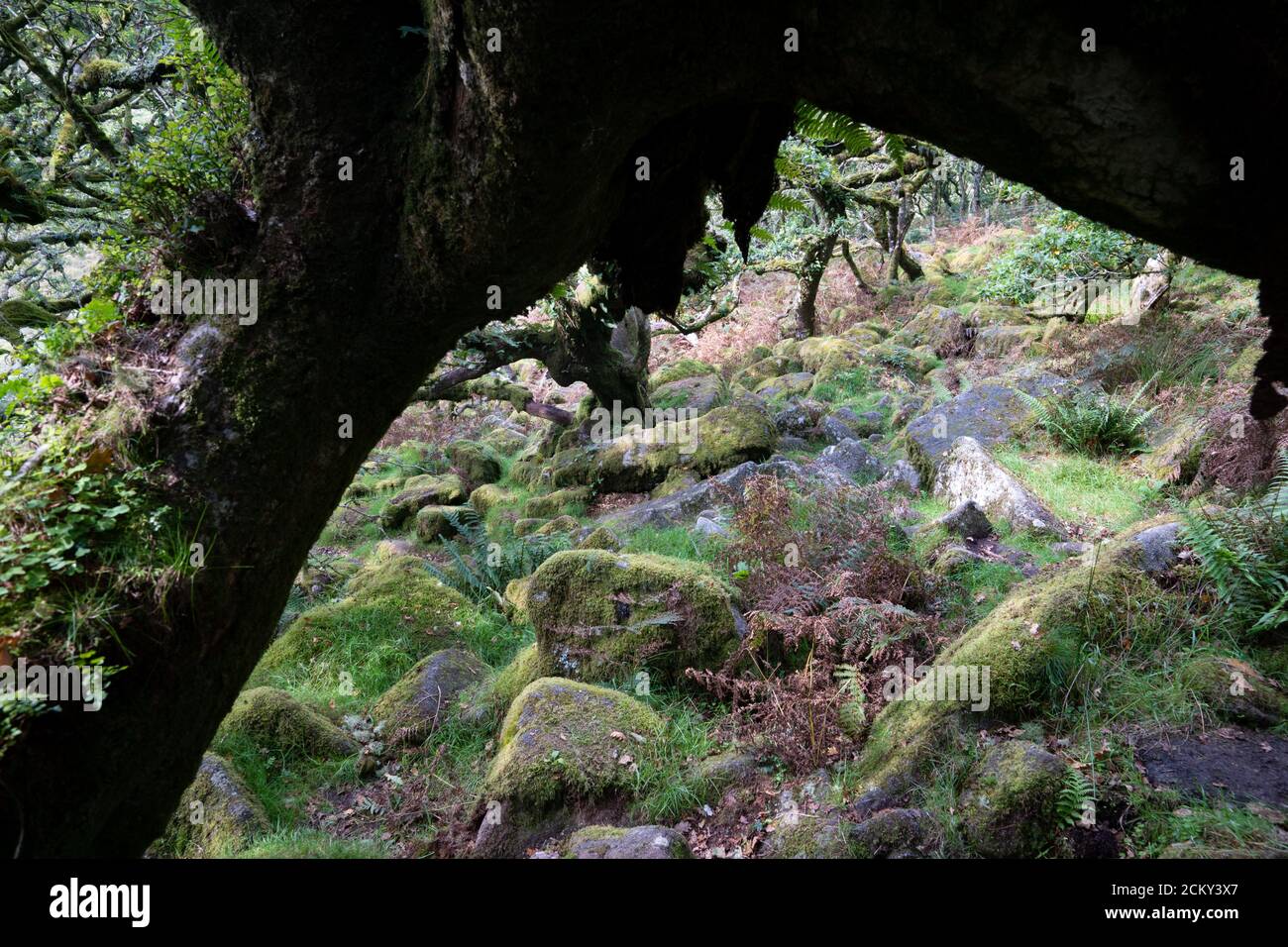 Wistman's Wood, Dartmoor, Devon, Royaume-Uni. Un des plus hauts oakwoods de Grande-Bretagne un exemple de bois de chêne de montagne indigène. Banque D'Images