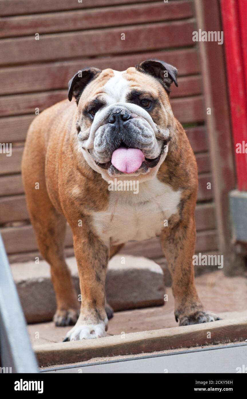 Manteau bulldog anglais sale