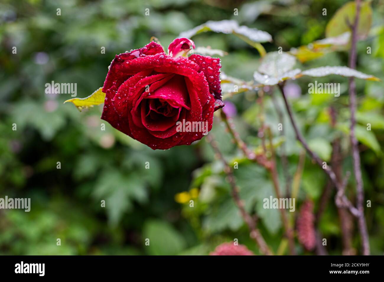 Rose rouge avec gouttes de pluie Banque D'Images