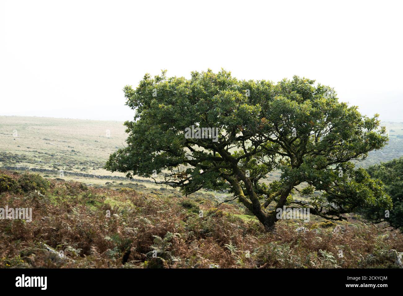 Un arbre isolé à Dartmoor, Devon, Royaume-Uni Banque D'Images