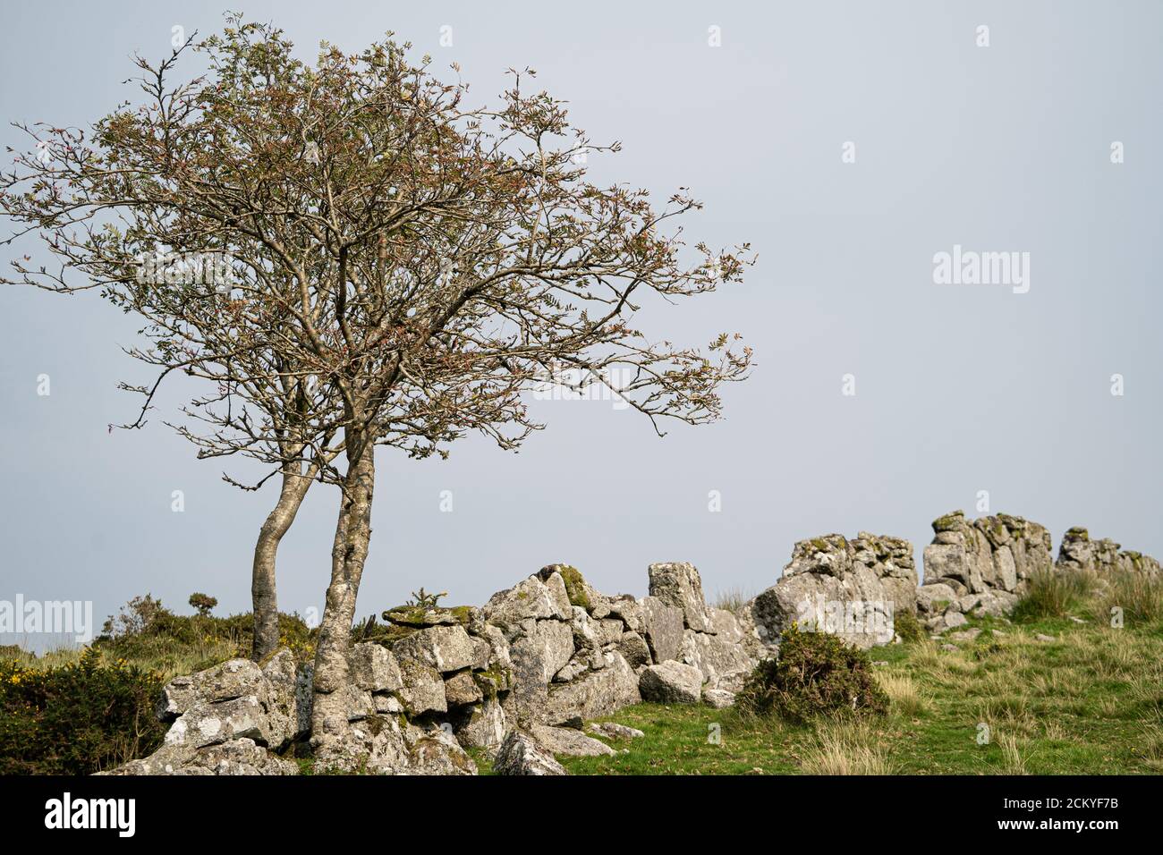 Deux petits arbres près d'un mur de pierre sec sur le landes, Dartmoor, Devon, Royaume-Uni Banque D'Images