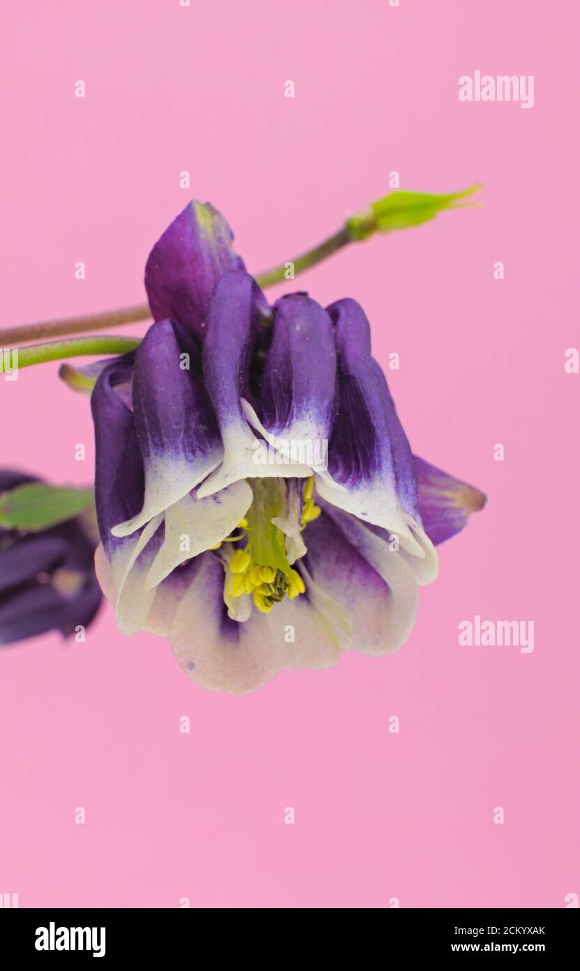 Deux fleurs de printemps de couleur violette et blanche connues sous le nom d'European columbine, Common columbine, sur fond rose, nom scientifique Aquilegia vulgaris Banque D'Images