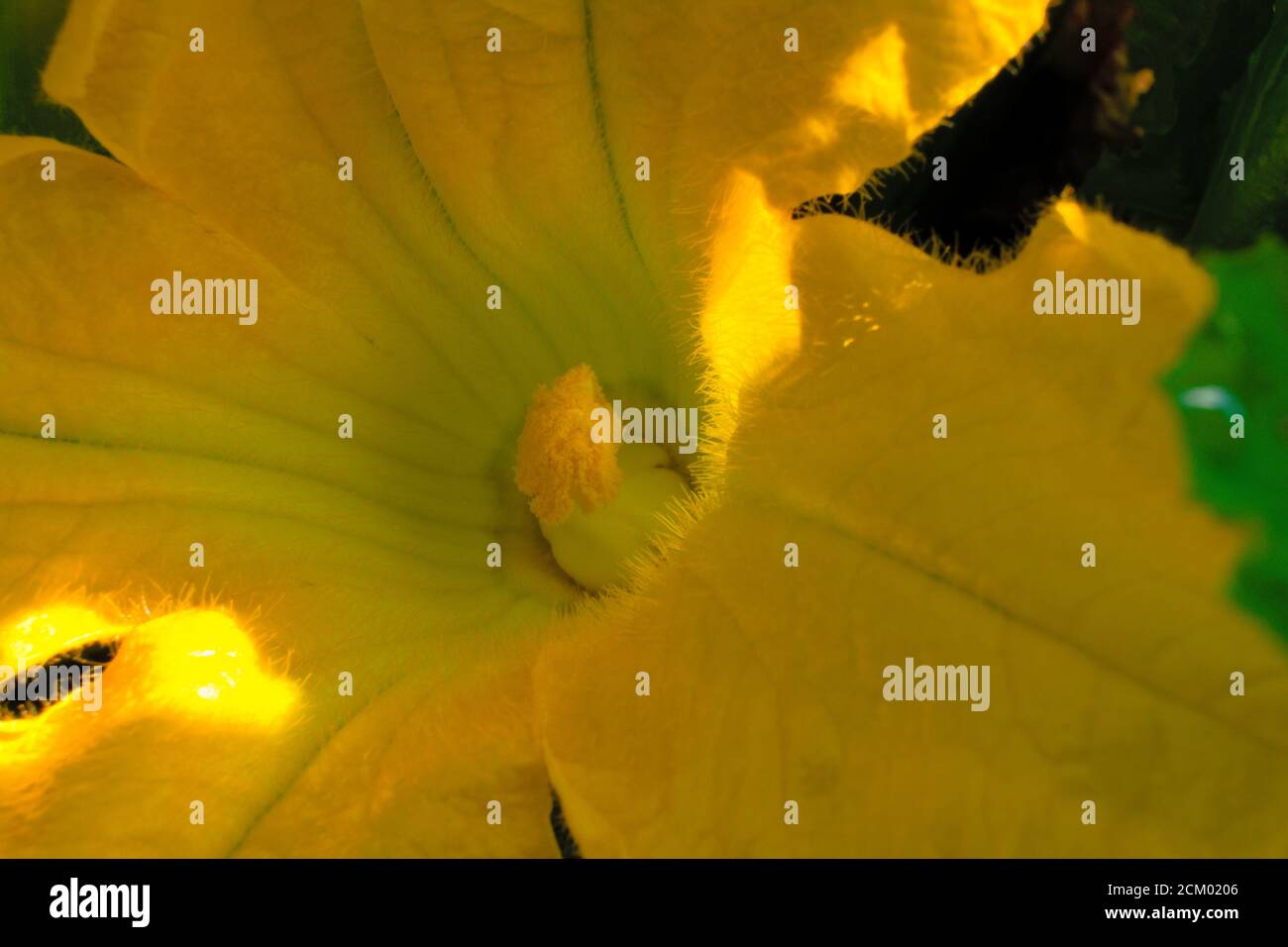 Gros plan d'une fleur de courgettes sous la lumière du soleil Banque D'Images