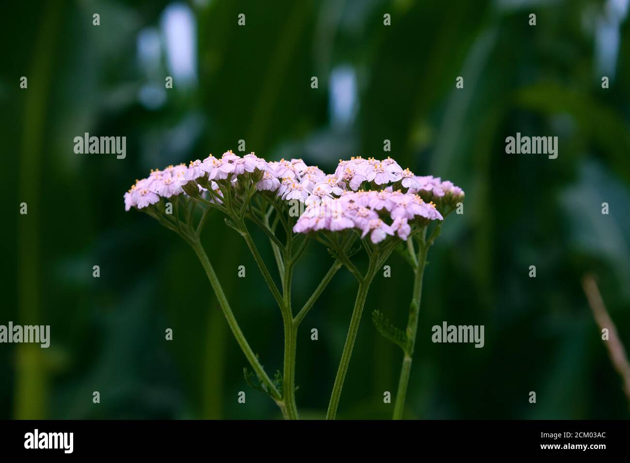 Gros plan d'un yarrow commun de fleur sauvage, nom scientifique Achillea millefolium Banque D'Images