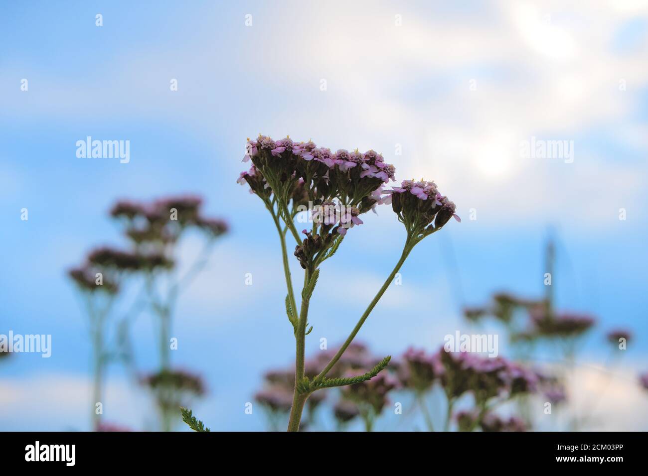 Gros plan d'un yarrow commun de fleur sauvage, nom scientifique Achillea millefolium Banque D'Images