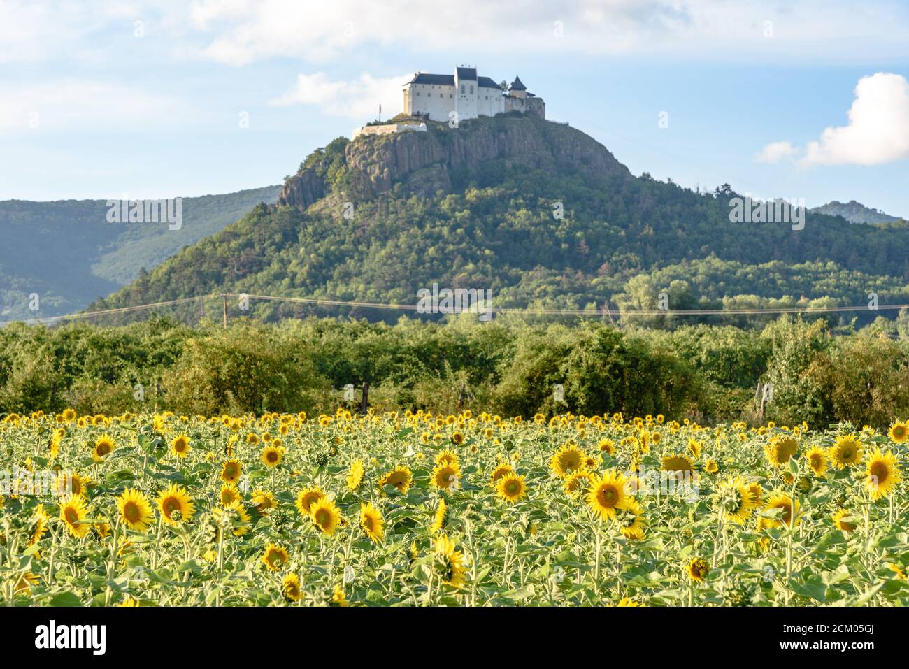 Château de Fuzer au sommet d'une colline volcanique dans le nord de la Hongrie avec tournesols au premier plan Banque D'Images