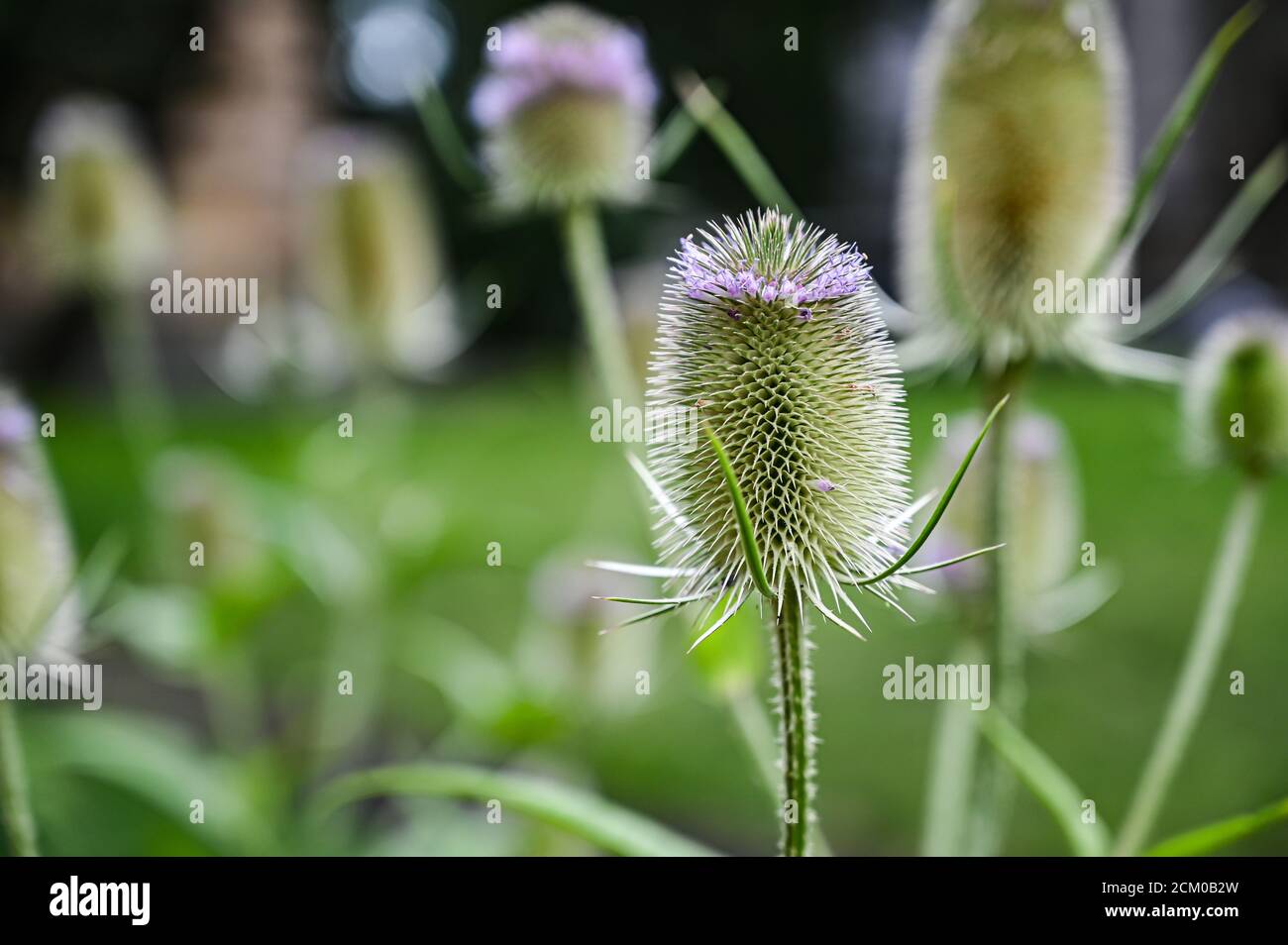 Fond floral. Wilde karde, dipsacus fullonum, en fleur. Plante de mauvaise herbe pourpre. Banque D'Images