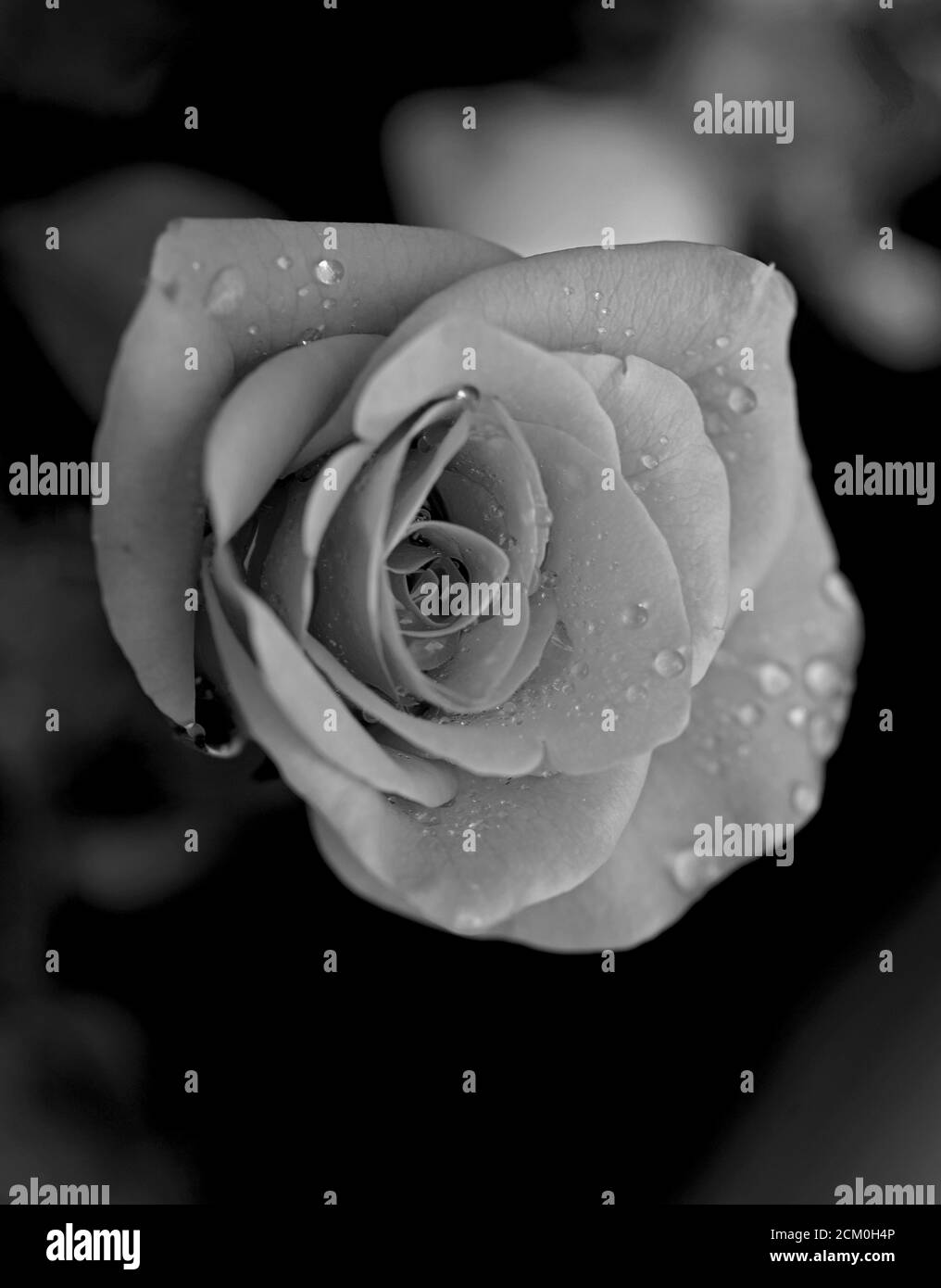 Rose avec des gouttelettes d'eau en noir et blanc. Banque D'Images