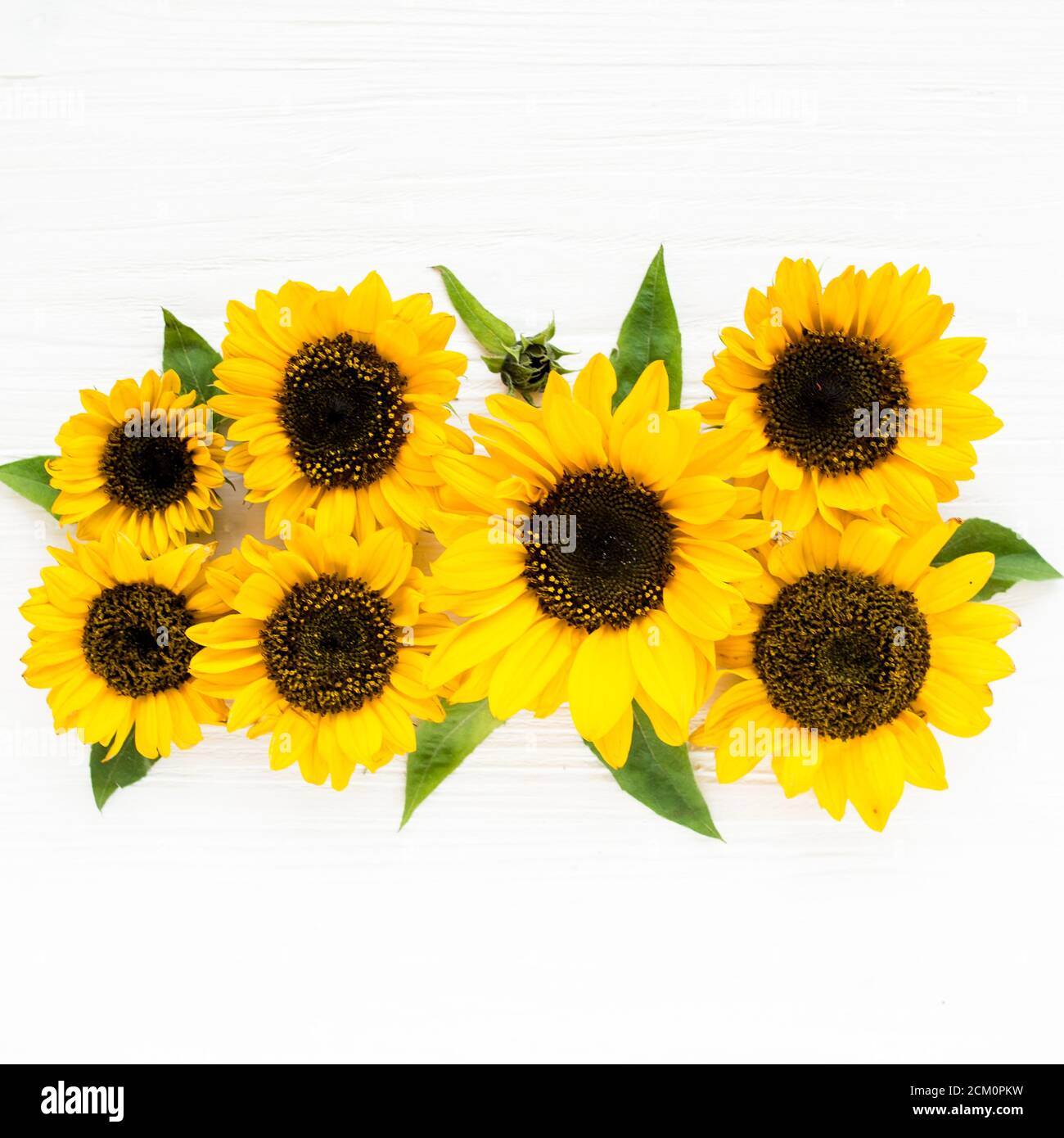 Magnifique avec tournesol jaune sur fond blanc. Motif fleuri. Flat lay, vue de dessus. Cadre de fleurs. Texture des fleurs Banque D'Images