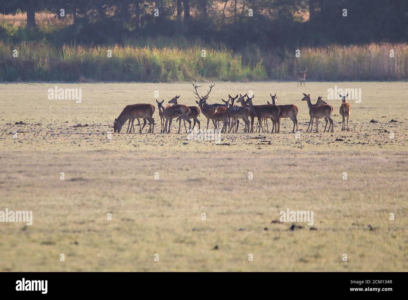 troupeau de cerfs femelles en train de beller pendant la saison d'accouplement. Parc naturel de Marismas del Rocio dans le parc national de Donana au coucher du soleil Banque D'Images