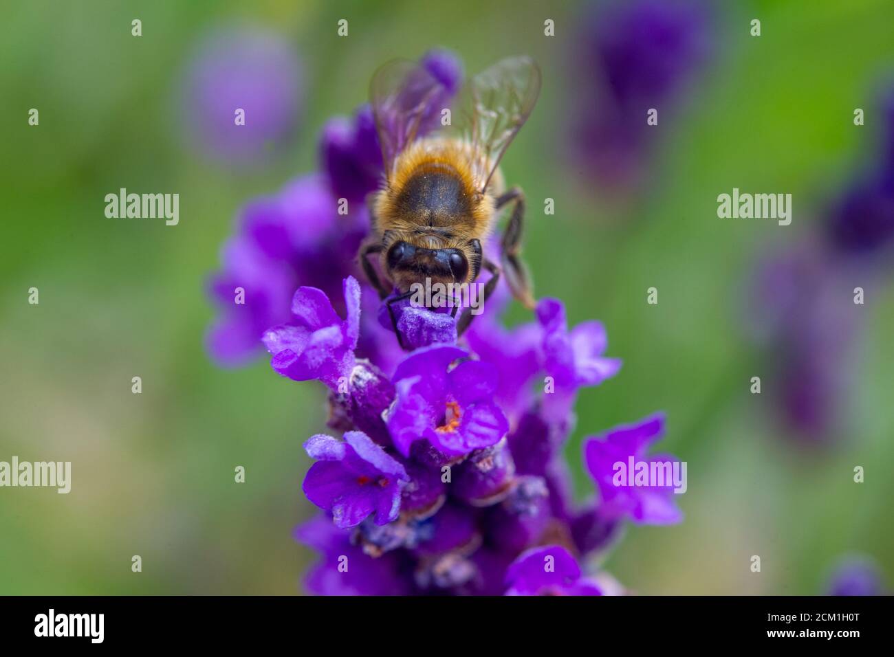 Abeille prise de pollen d'une plante Lavande dans un Jardin anglais Banque D'Images