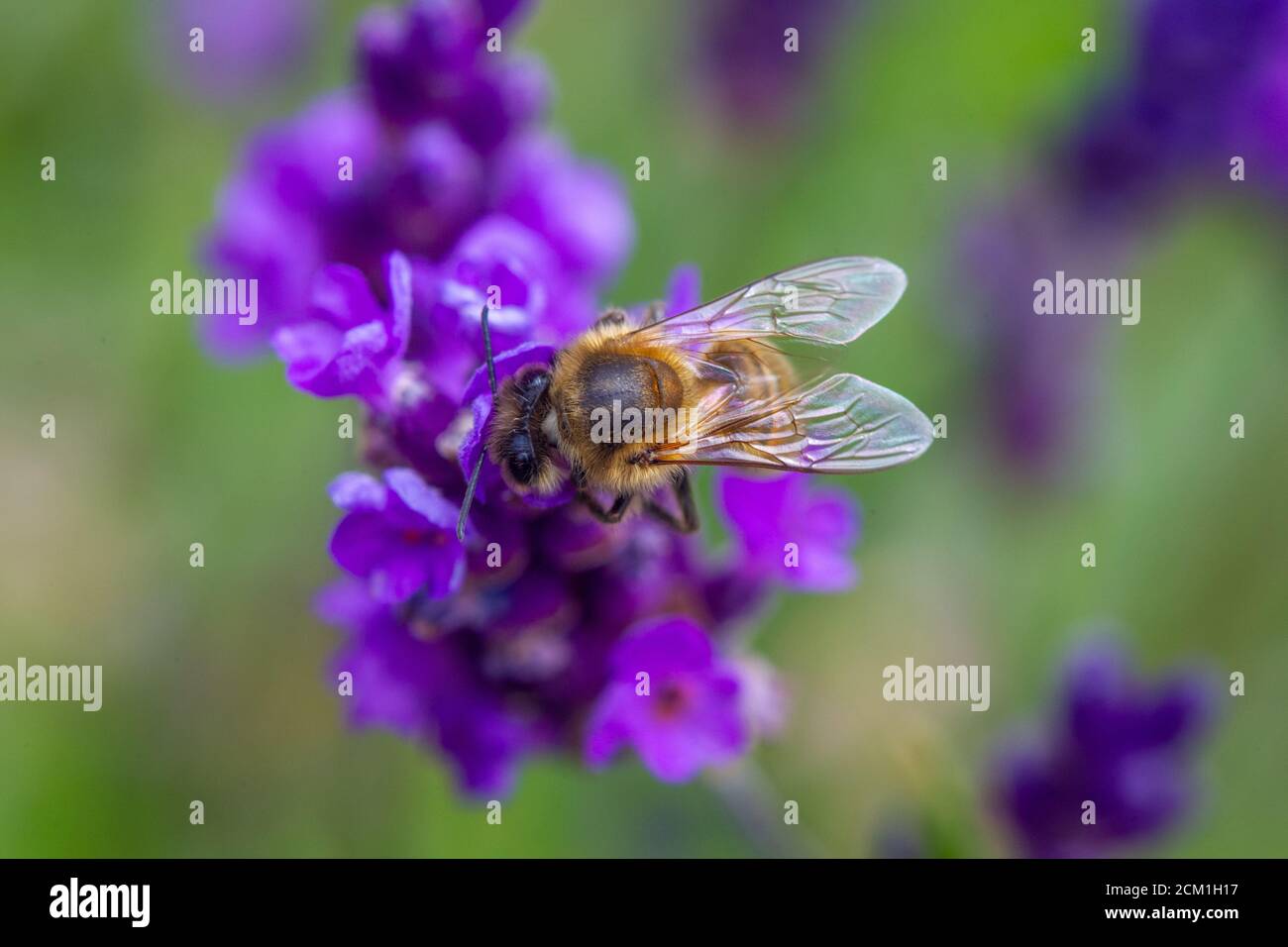 Abeille prise de pollen d'une plante Lavande dans un Jardin anglais Banque D'Images