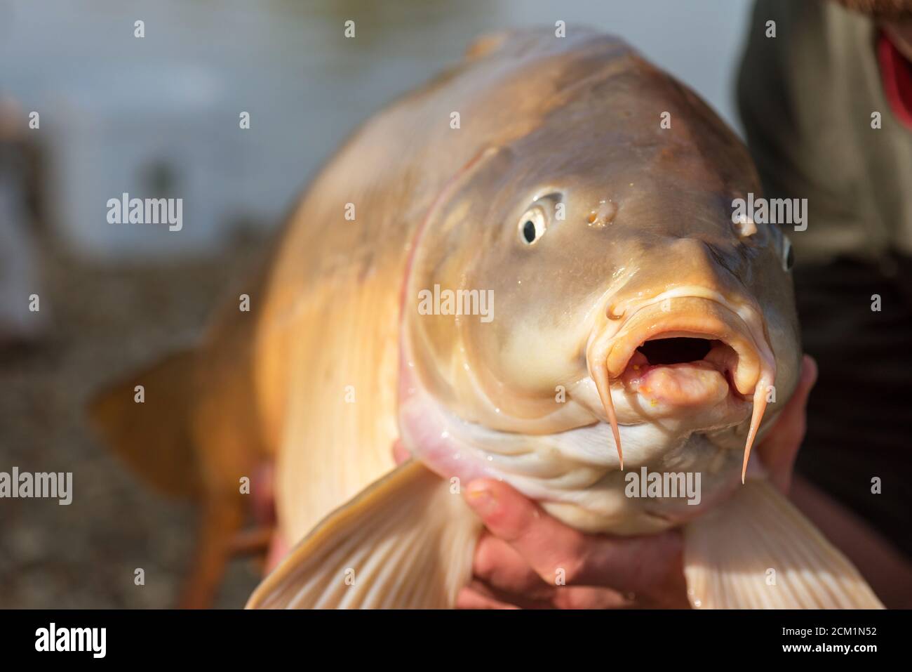 Aventures de pêche, pêche à la carpe. Carpe miroir (Cyprinus carpio). Avec un grand pêcheur à la pêche à la carpe trophée. Banque D'Images