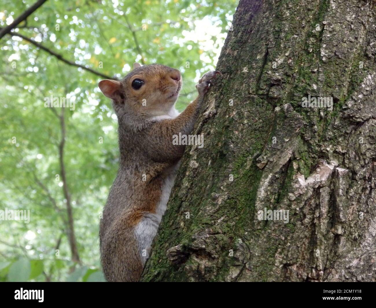 Répulsif écureuil Banque de photographies et d'images à haute résolution -  Alamy