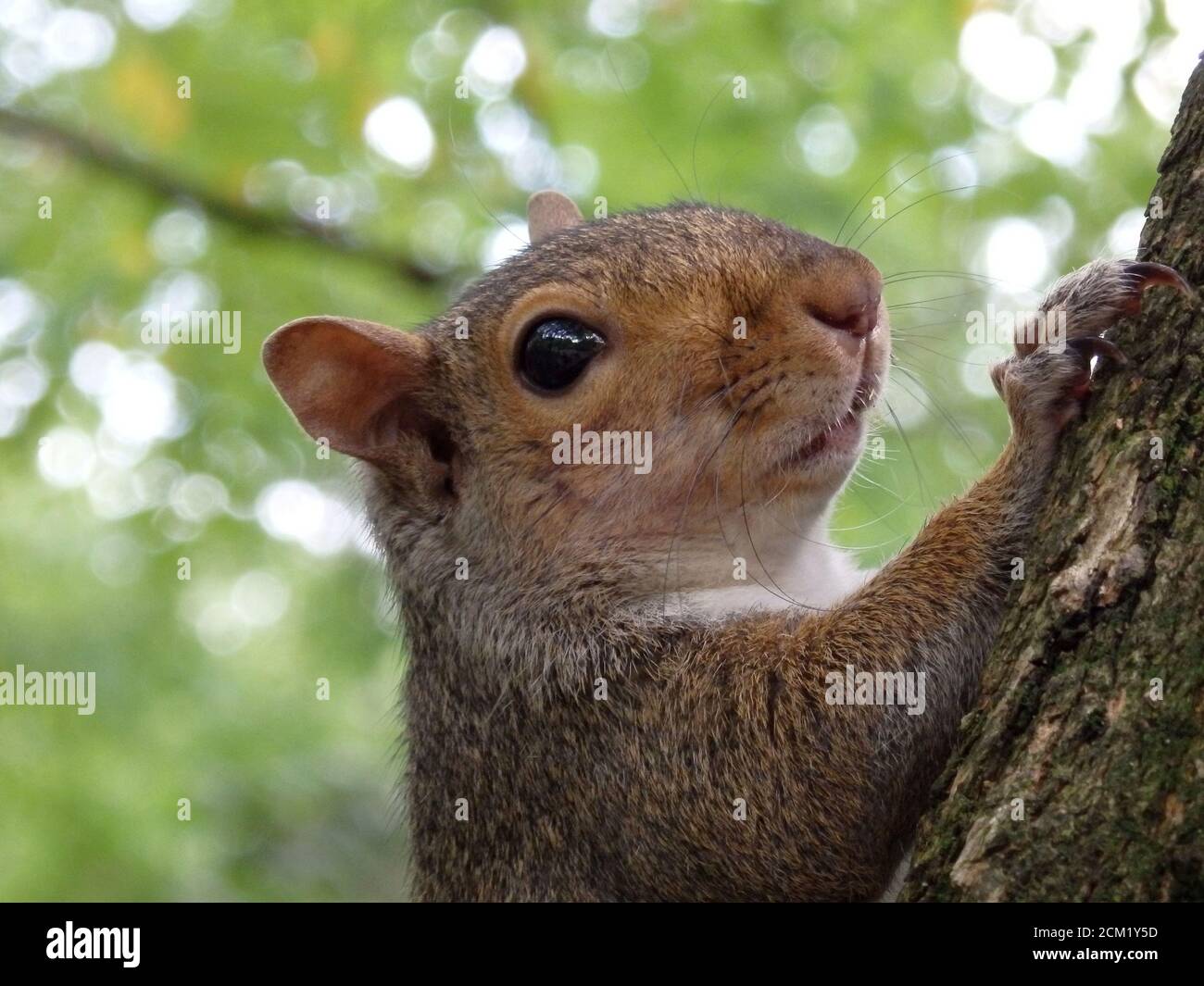 Un écureuil gris de l'est sur un arbre à Central Park, New York City, États-Unis Banque D'Images