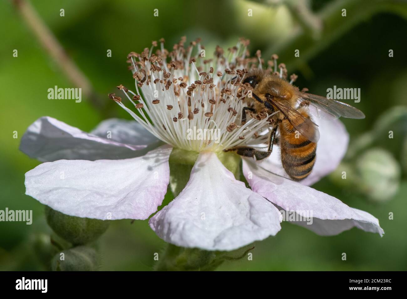 Abeille sur fleur de Blackberry. Banque D'Images