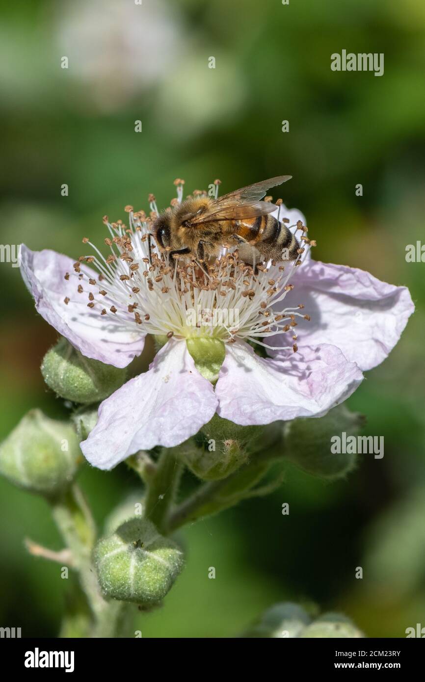 Abeille sur fleur de Blackberry. Banque D'Images