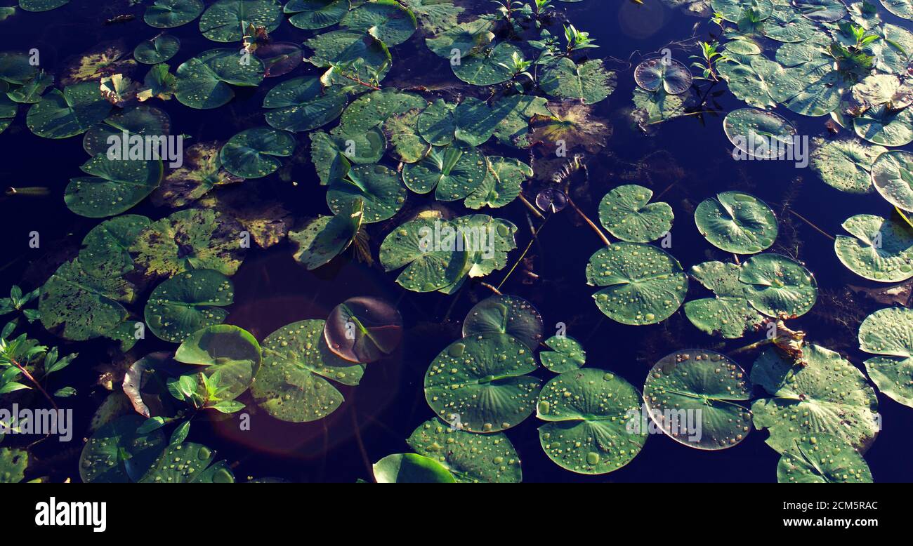 Gros plan sur les blocs verts de Lilly avec des gouttes d'eau sur le dessus Banque D'Images