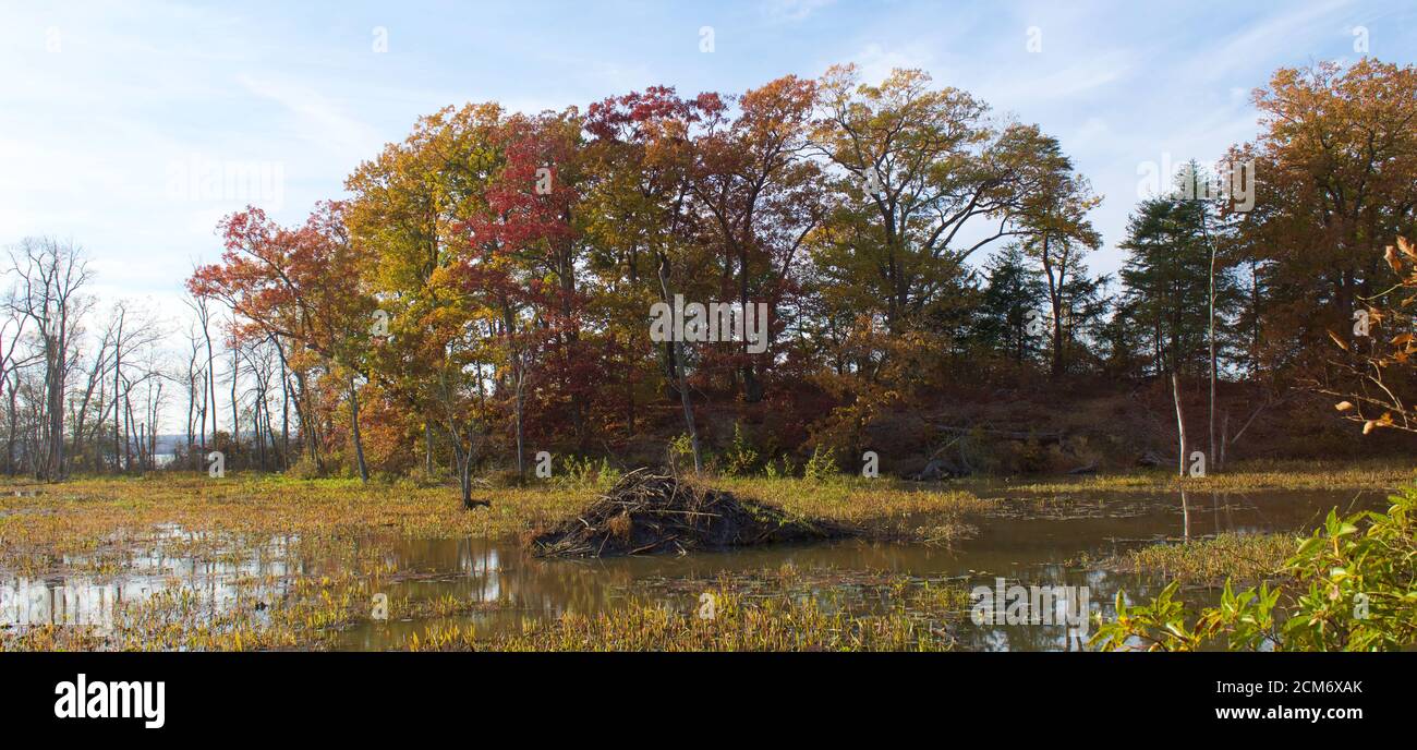 Barrage Beaver en eau peu profonde avec arbres d'automne dedans arrière-plan Banque D'Images