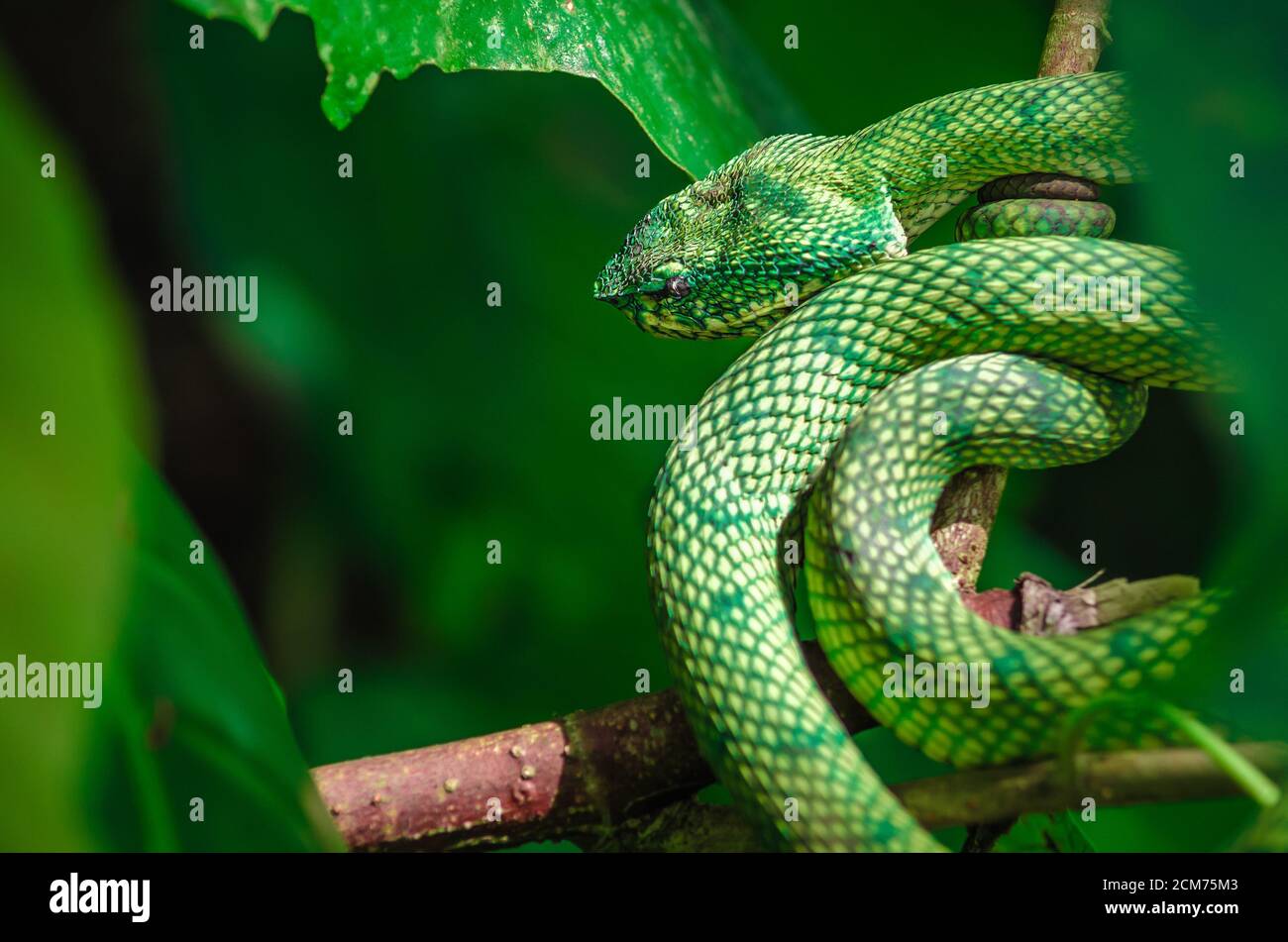 Serpents de vipère de fosse d'insularis vert dans la jungle, dans l'habitat naturel, horizontal Banque D'Images