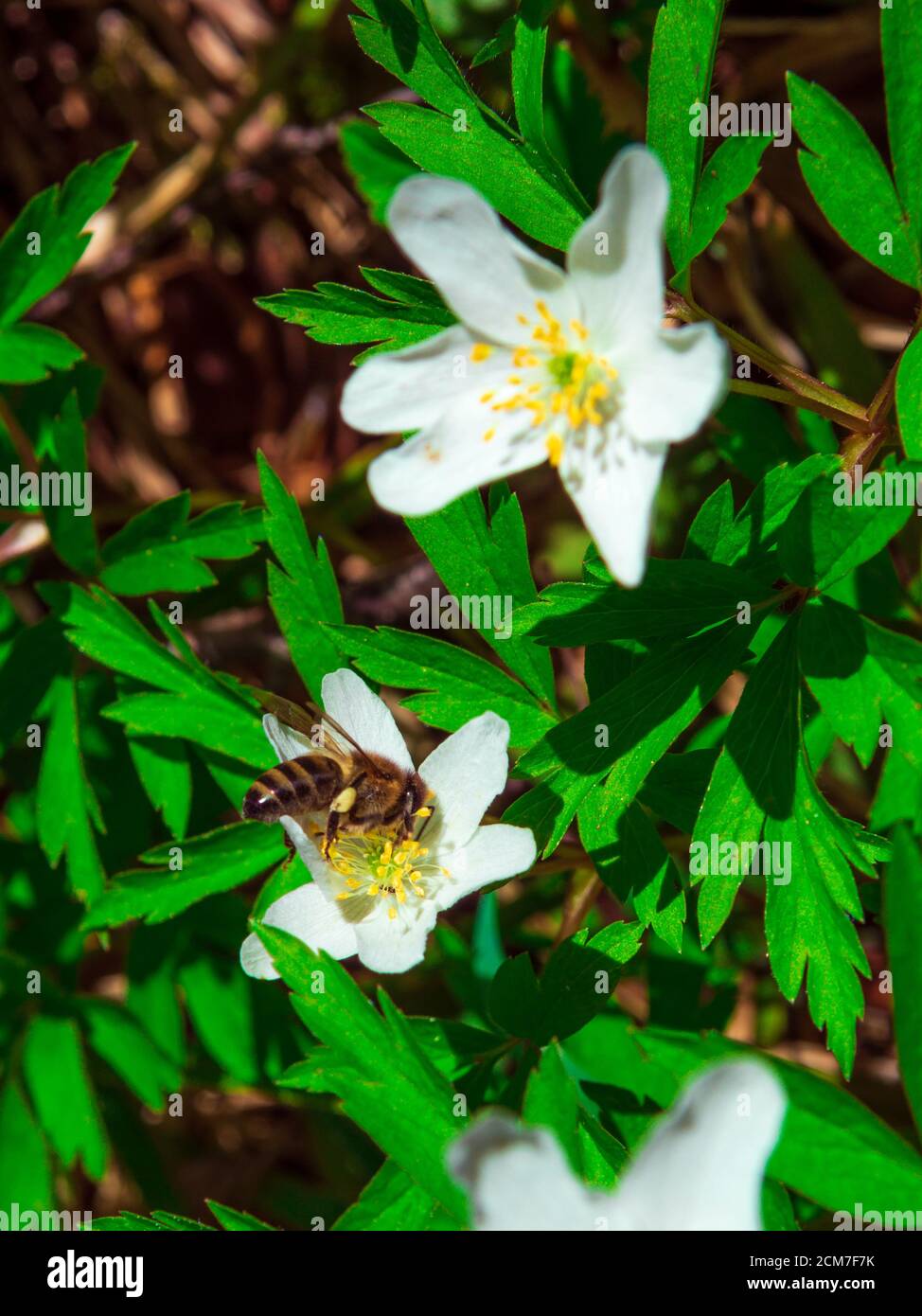 premières fleurs blanches dans la forêt. Premières fleurs et feuilles jaunes. Concept de la nature Banque D'Images