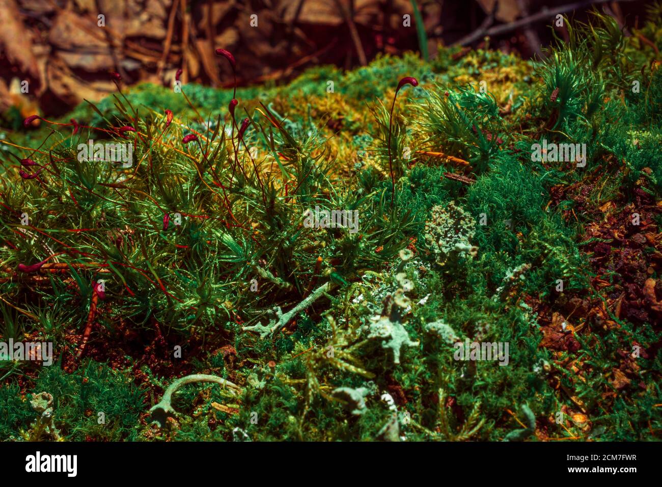 Gros plan de lichen Cyan et autres lichens et mousses. Macro photo, arrière-plan Banque D'Images