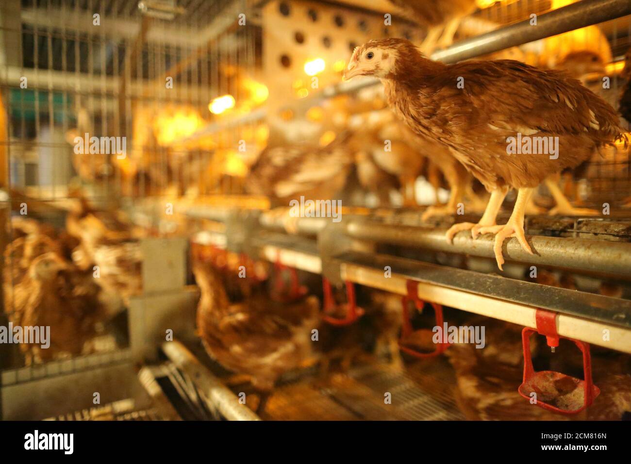Hens are seen in cages at a chicken farm in Maroue near Lamballe in central  Brittany, November 6, 2013. France's aim to shift nearly one billion euros  in European subsidies to help