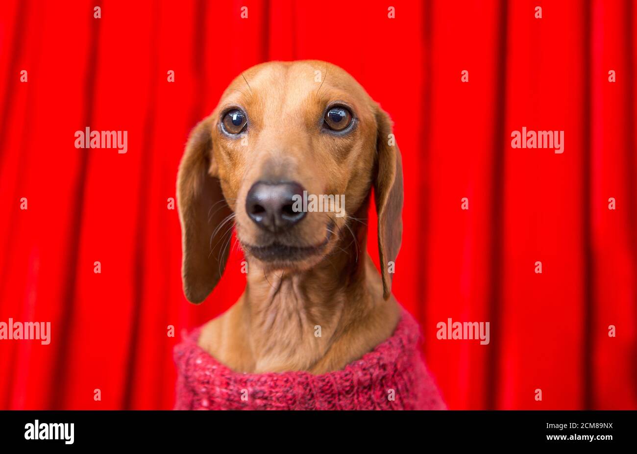 Dachshund timide portant un chandail chaud posant pour les photos Banque D'Images