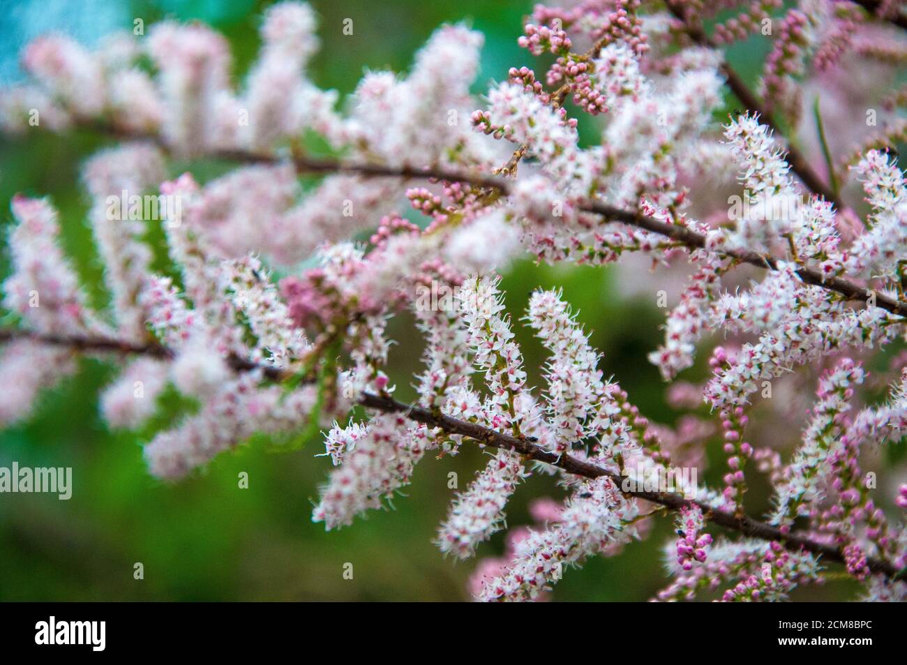 Floraison printanière sur un arbre tamarisque (espèce Tamarix), Melbourne, Australie Banque D'Images