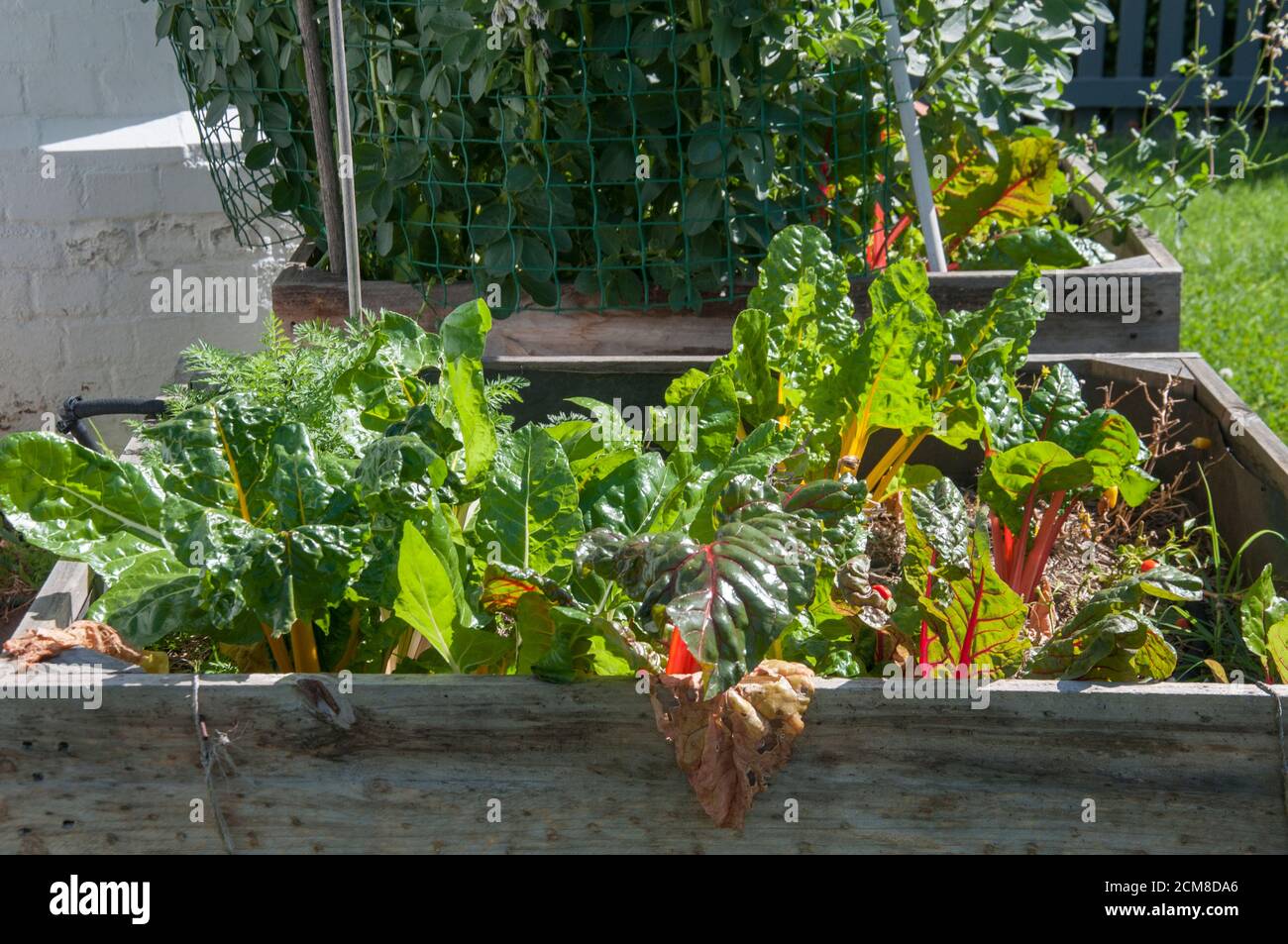 Potager enfermé dans une boîte de jardinières dans une maison de banlieue intérieure, Melbourne, Australie, une activité populaire pendant le confinement de COVID-19 2020. Banque D'Images