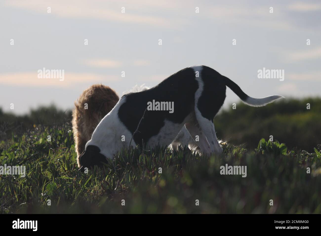 Couple de chiens creusant un trou sur le dessus d'un côte Banque D'Images