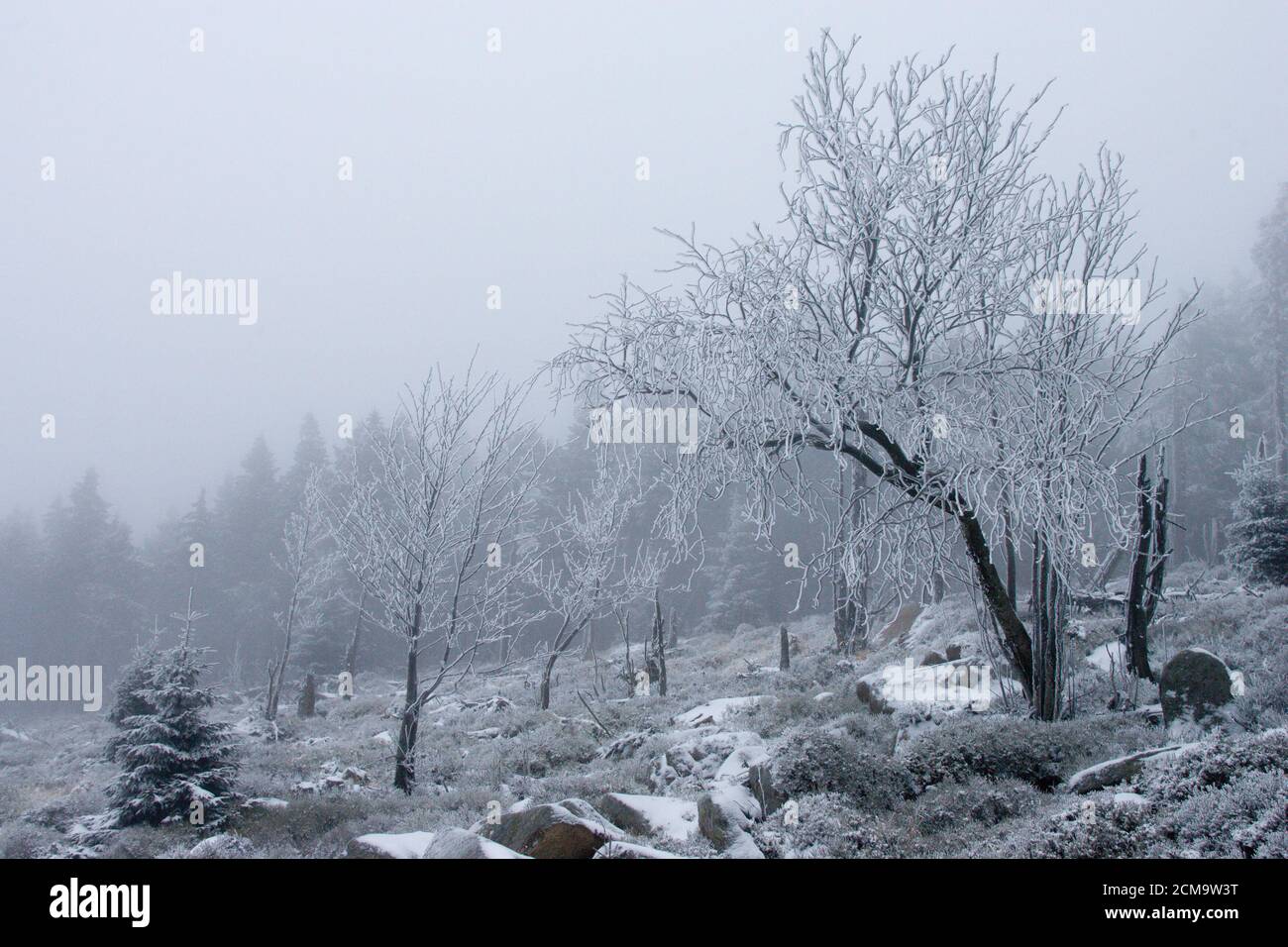 Sentier de randonnée vers la montagne Brocken, Allemagne Banque D'Images