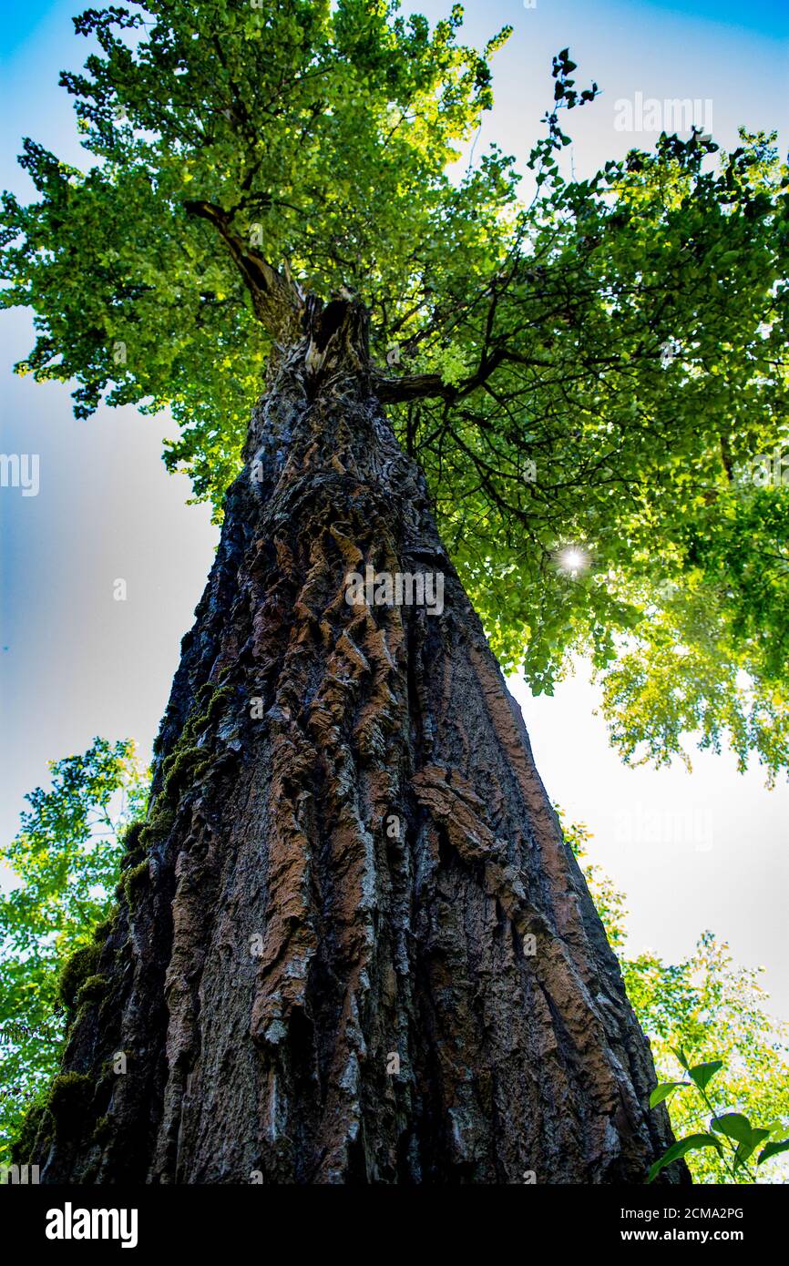Immense arbre dans le parc Banque D'Images