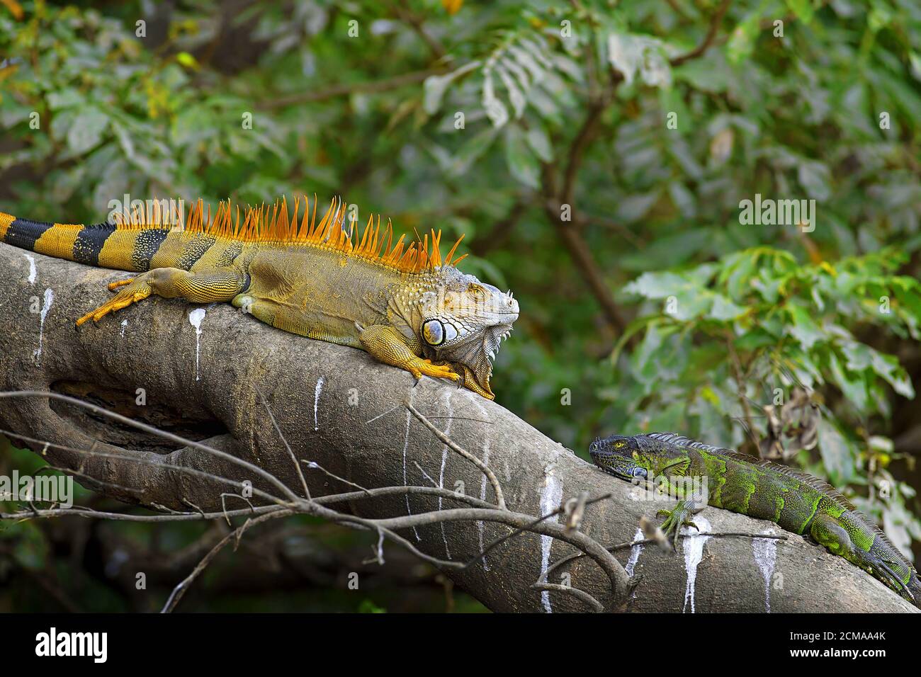 Iguane vert, jeu d'accouplement Banque D'Images