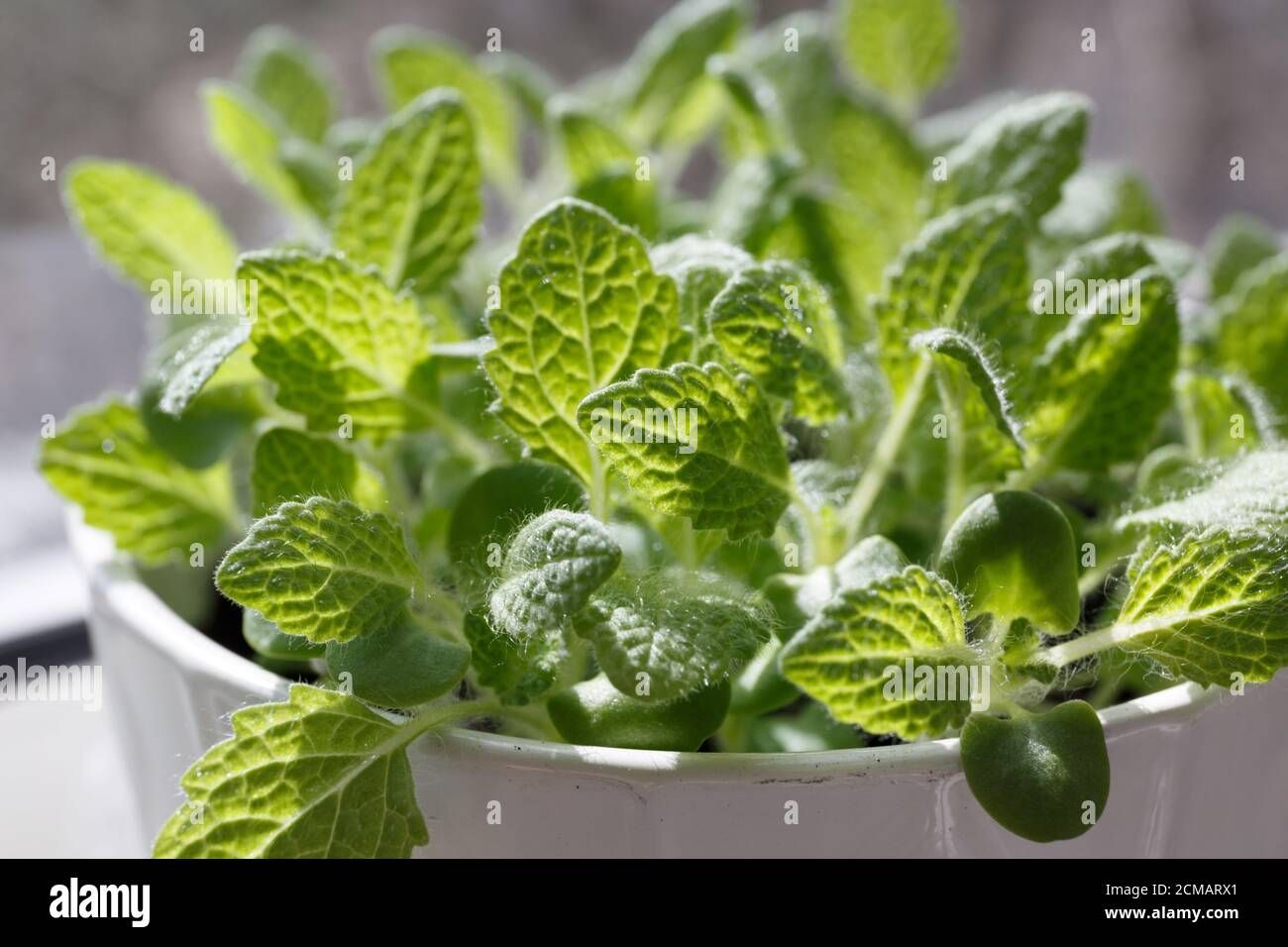 Sauge musqué (sclérotique salvia) les jeunes feuilles vertes poussent dans une casserole blanche en céramique Banque D'Images