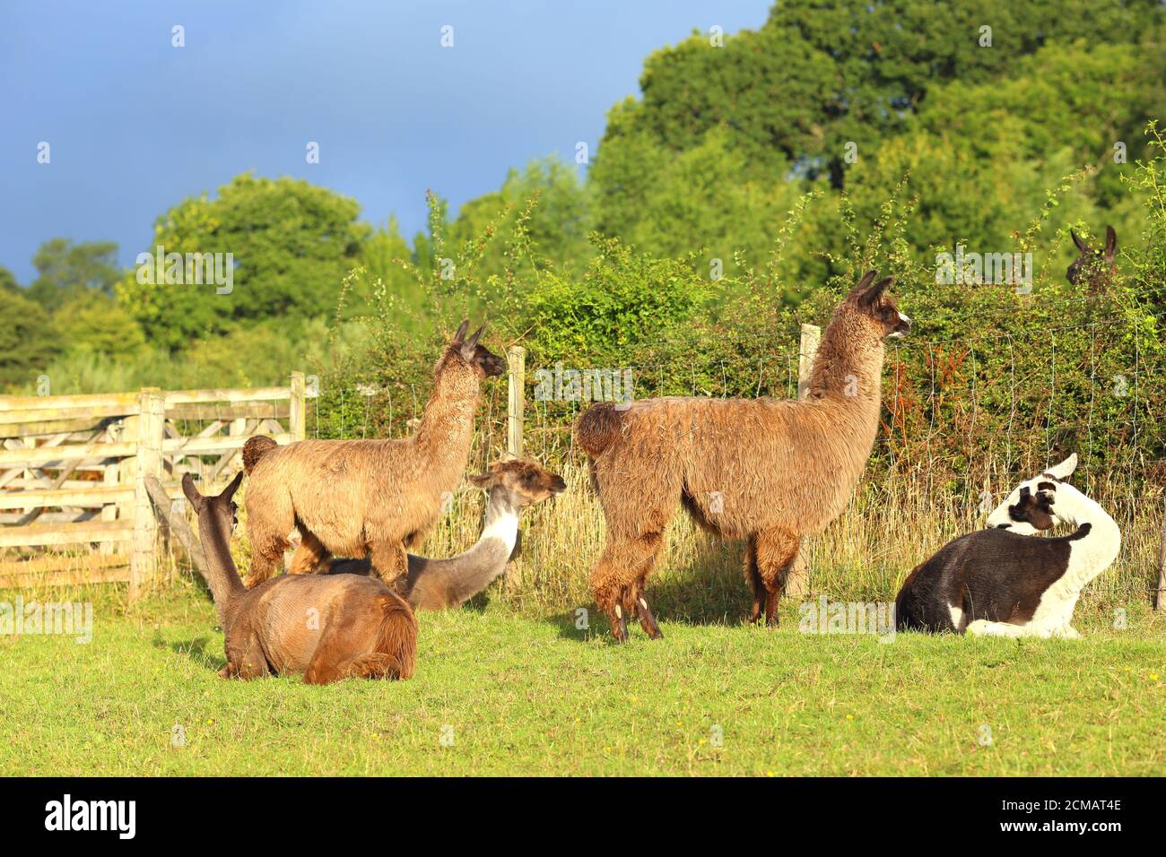 Troupeau de lamas dans un champ, sur une ferme, Harold Ewyas, Herefordshire, Angleterre, Royaume-Uni Banque D'Images