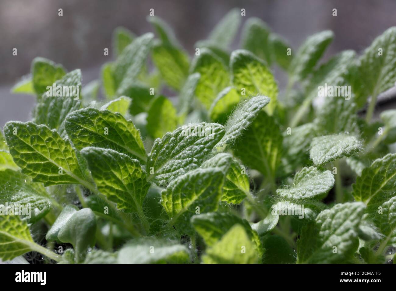 La sauge muscat (sclérotique de Salvia) de jeunes feuilles vertes en plein soleil Banque D'Images