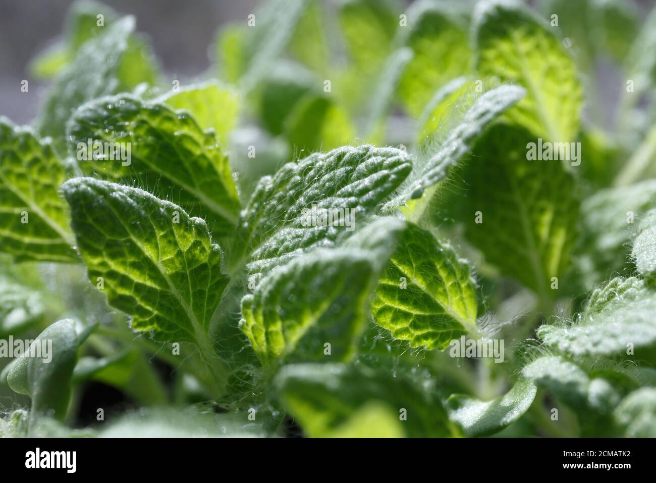 Sauge musqué (sclérotique salvia) les jeunes feuilles vertes poussent dans un pot en gros plan Banque D'Images