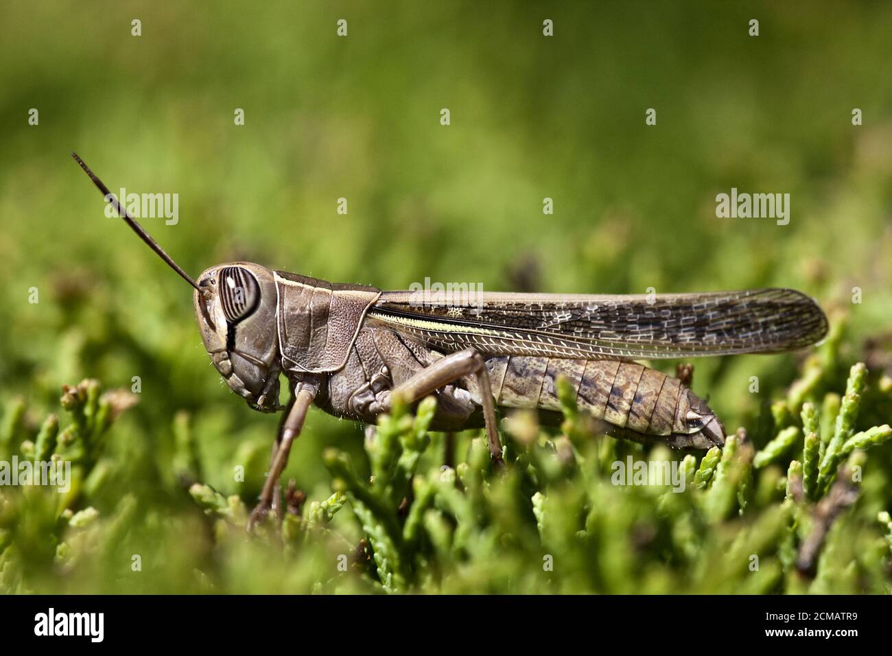 Calliptamus italicus Banque D'Images